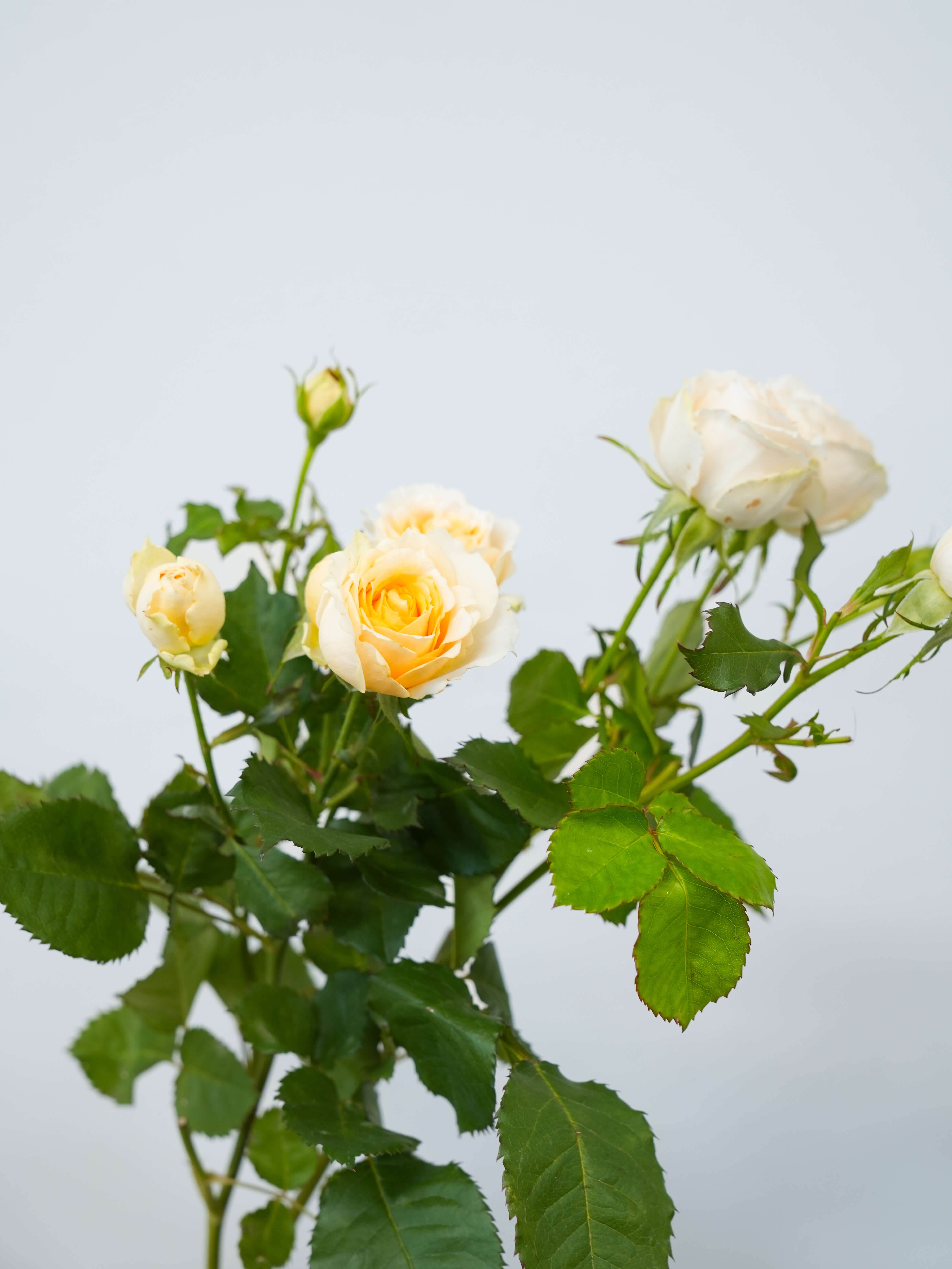 SPバラ（クリーム）サラ｜ハナイチ｜花と植物、資材の仕入れサイト