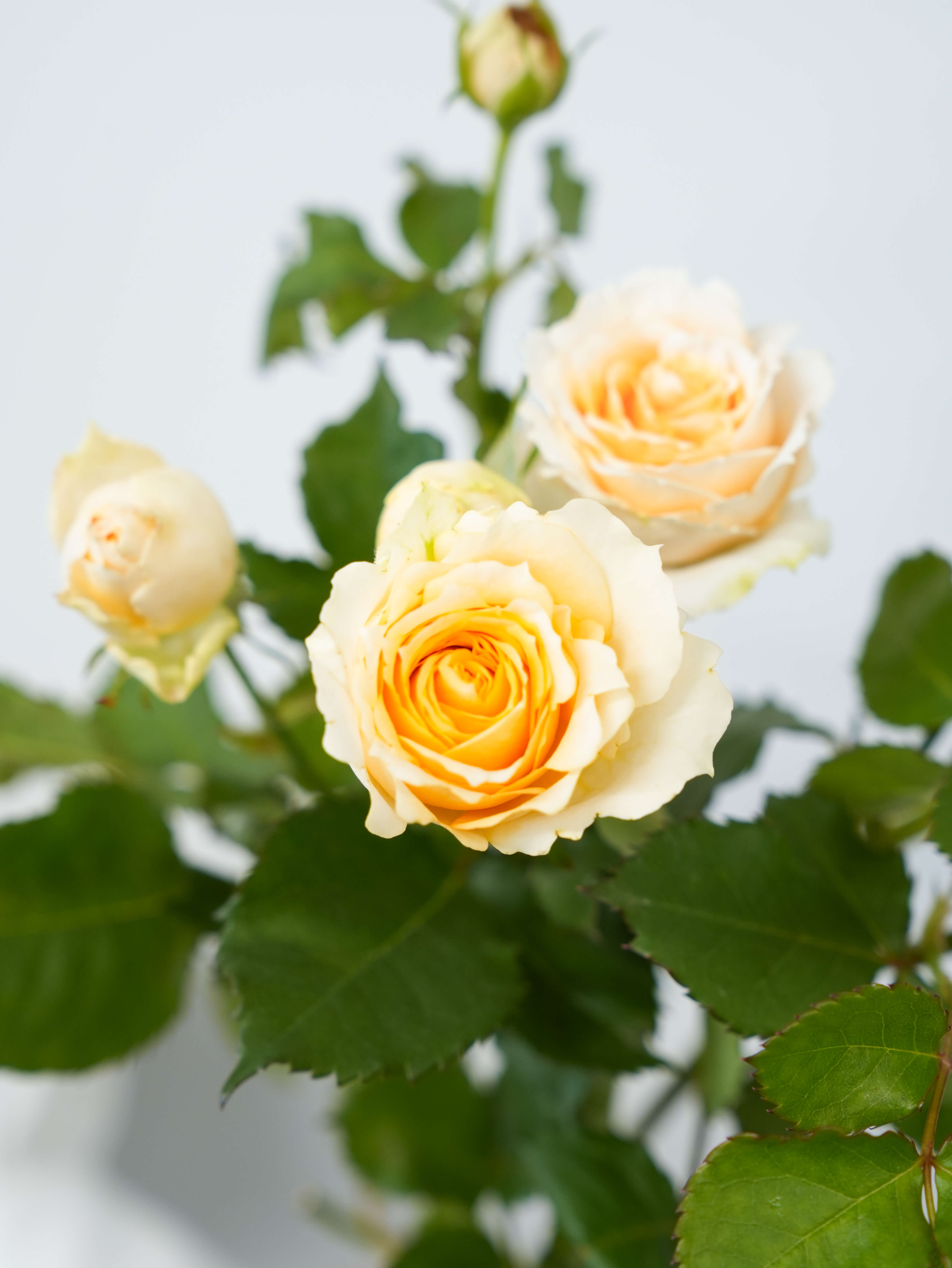 SPバラ（クリーム）サラ｜花の仕入れを簡単に。花材の卸通販｜ハナイチ