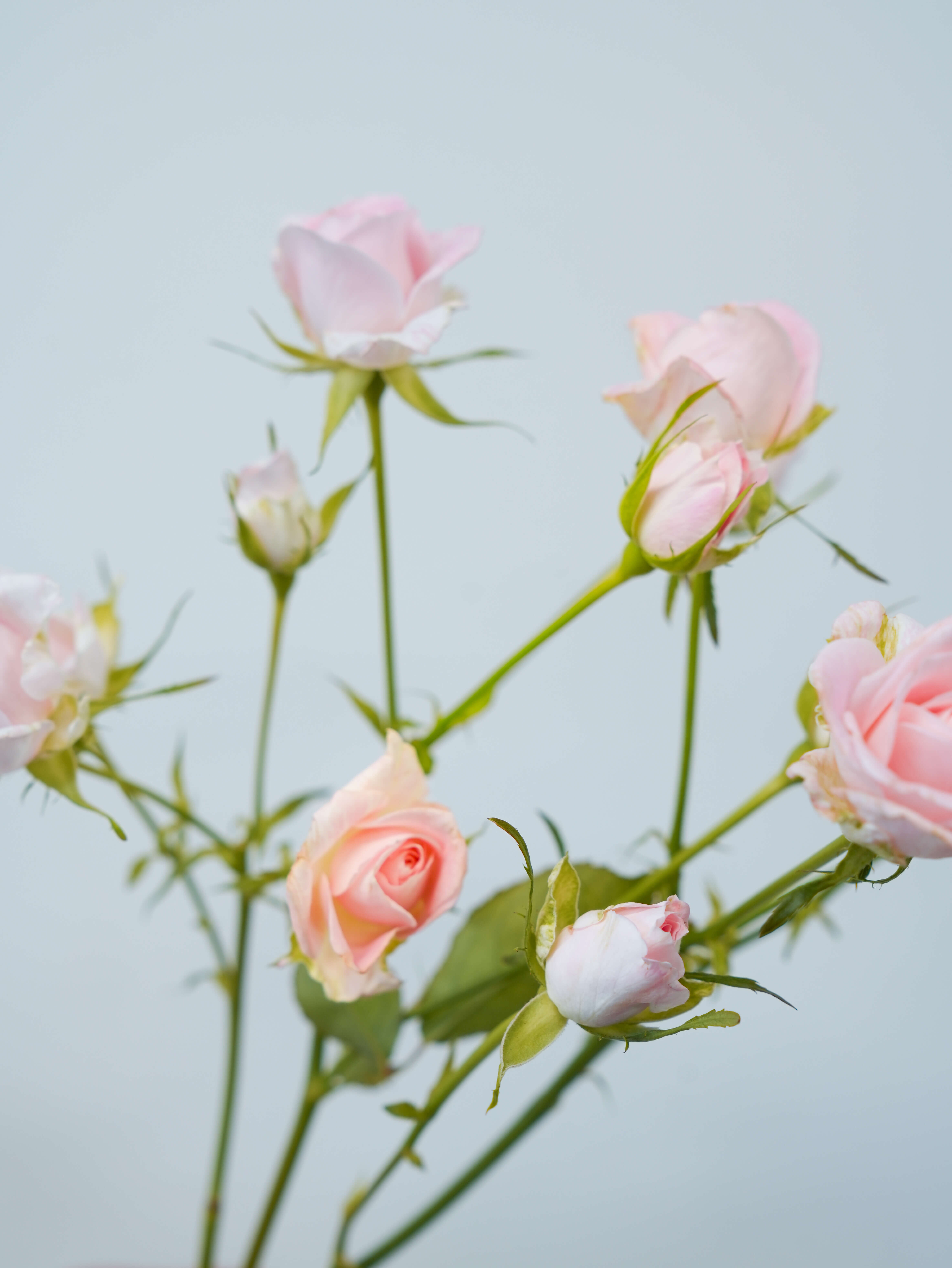 SPバラ（ピンク）ブリトーニ｜ハナイチ｜花と植物、資材の仕入れサイト