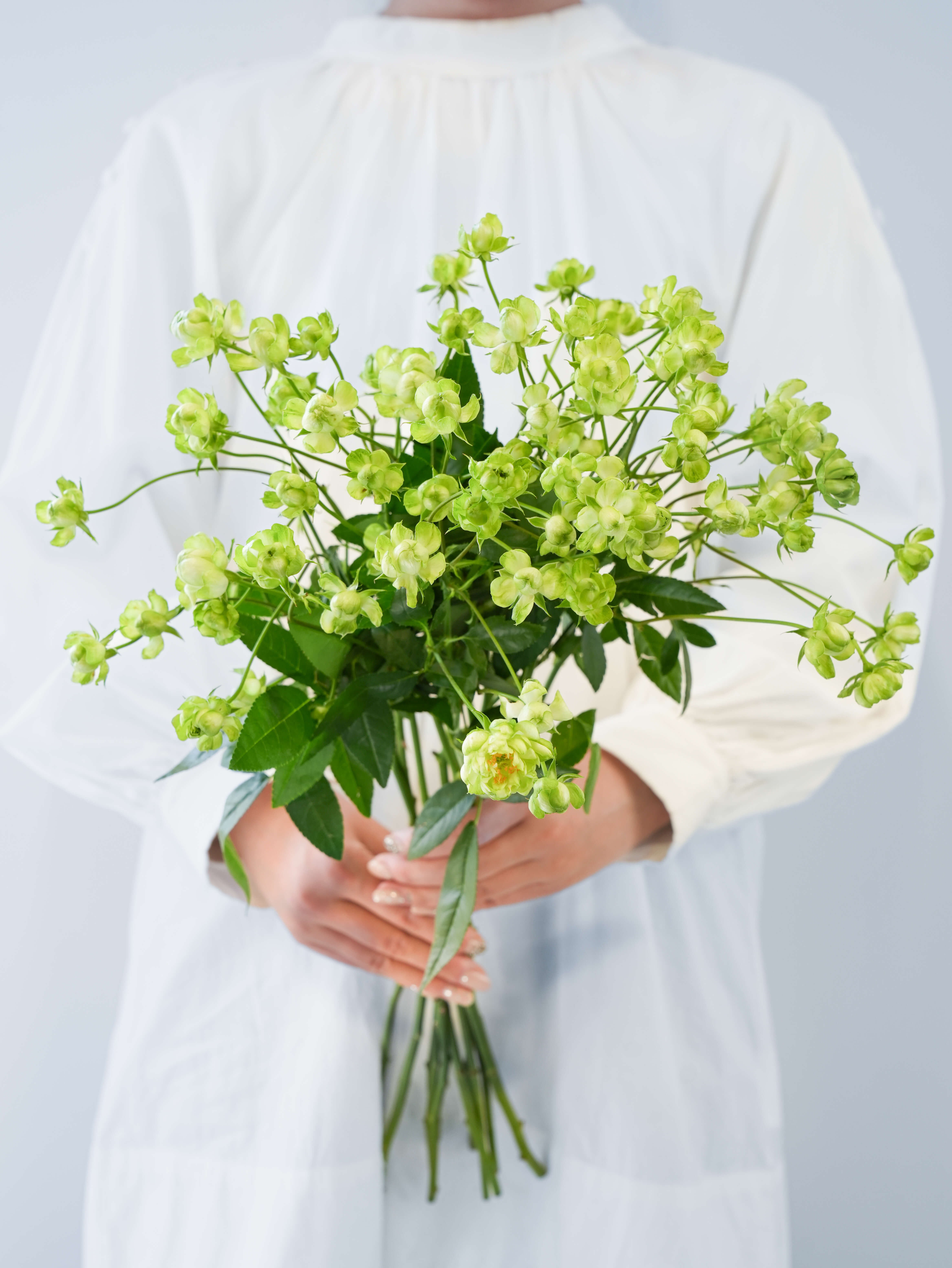 SPバラ（緑）エクレール｜花の仕入れを簡単に。花材の卸通販｜ハナイチ