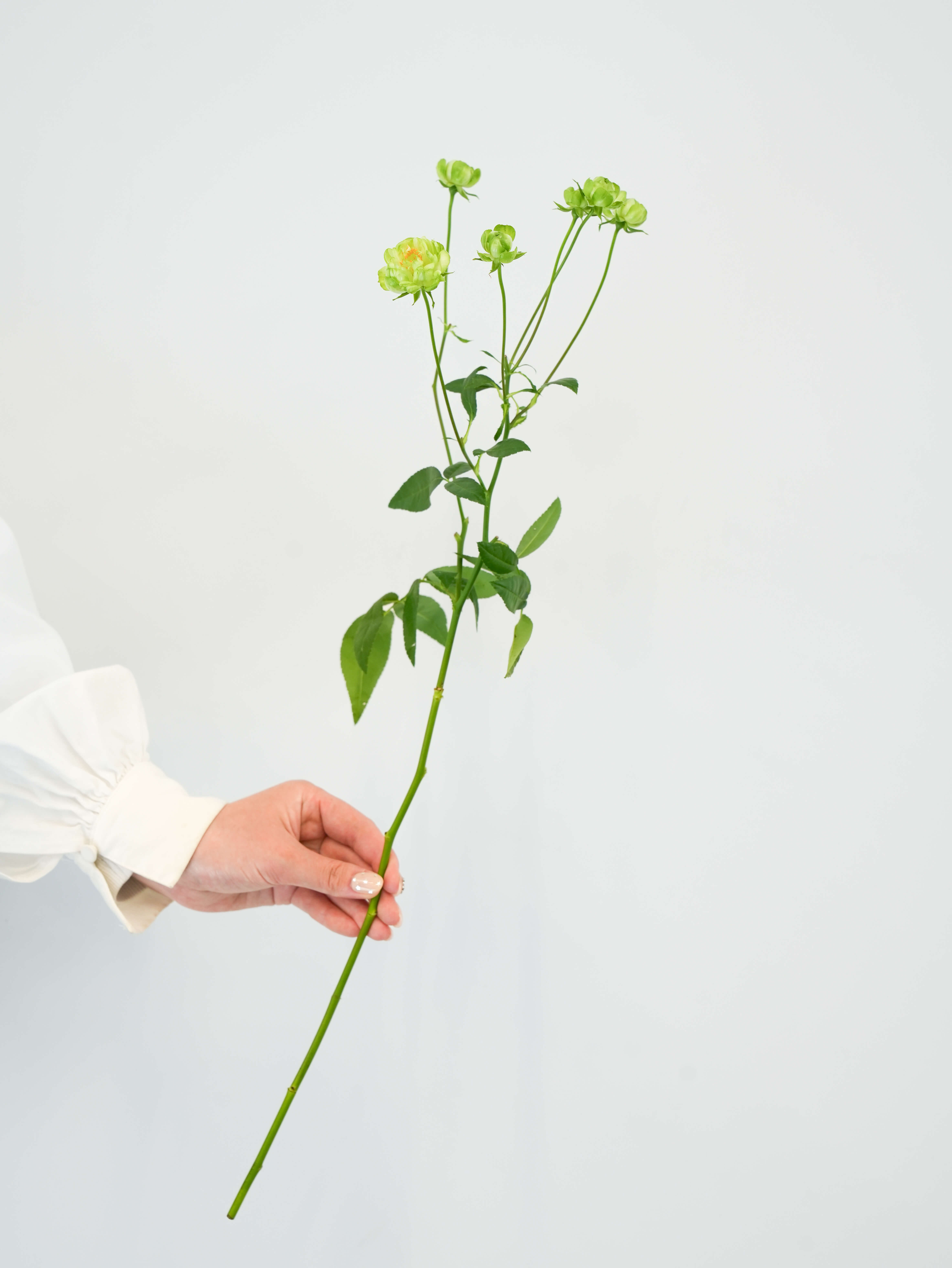 SPバラ（緑）エクレール｜花の仕入れを簡単に。花材の卸通販｜ハナイチ