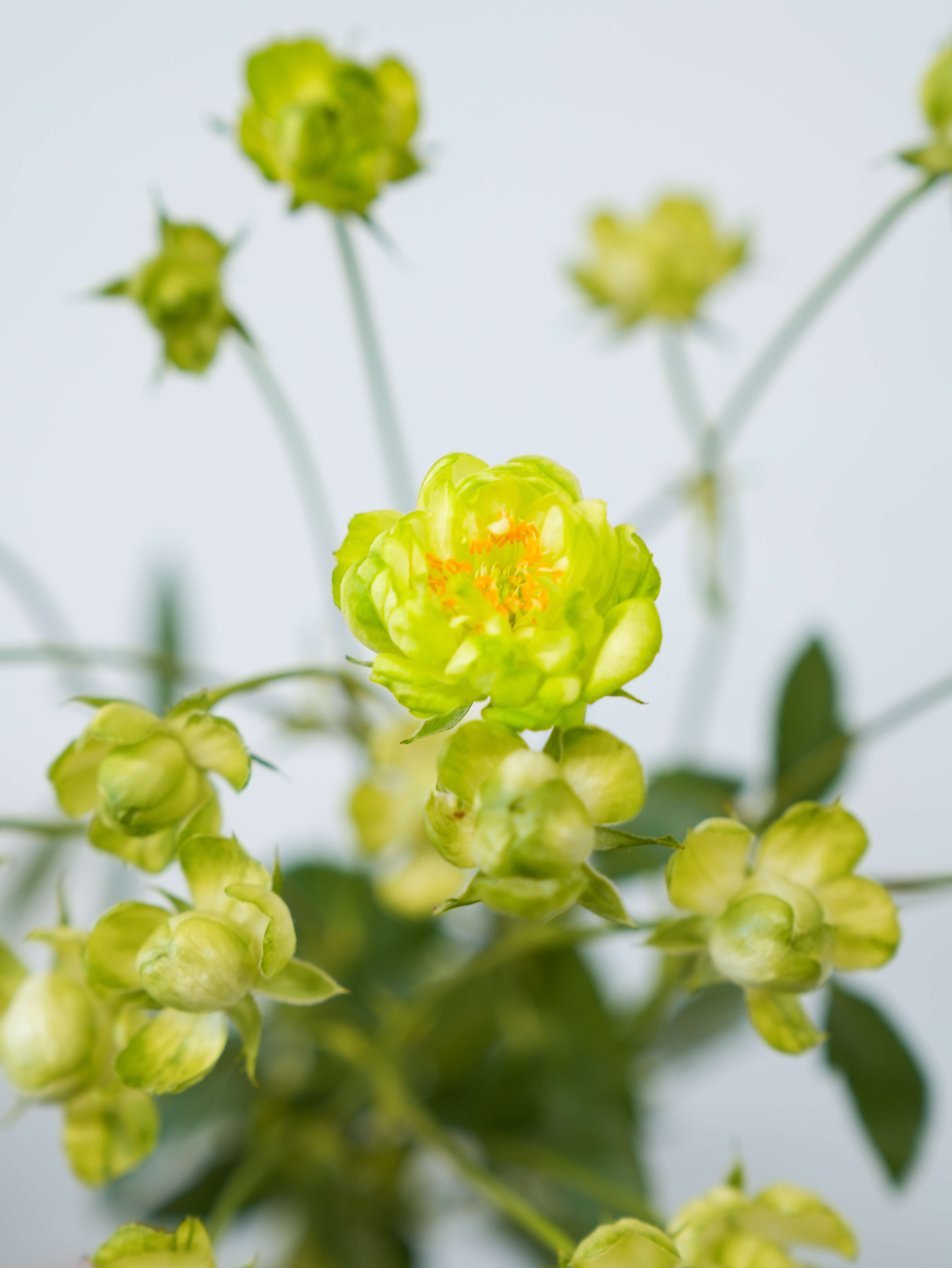 SPバラ（緑）エクレール｜花の仕入れを簡単に。花材の卸通販｜ハナイチ