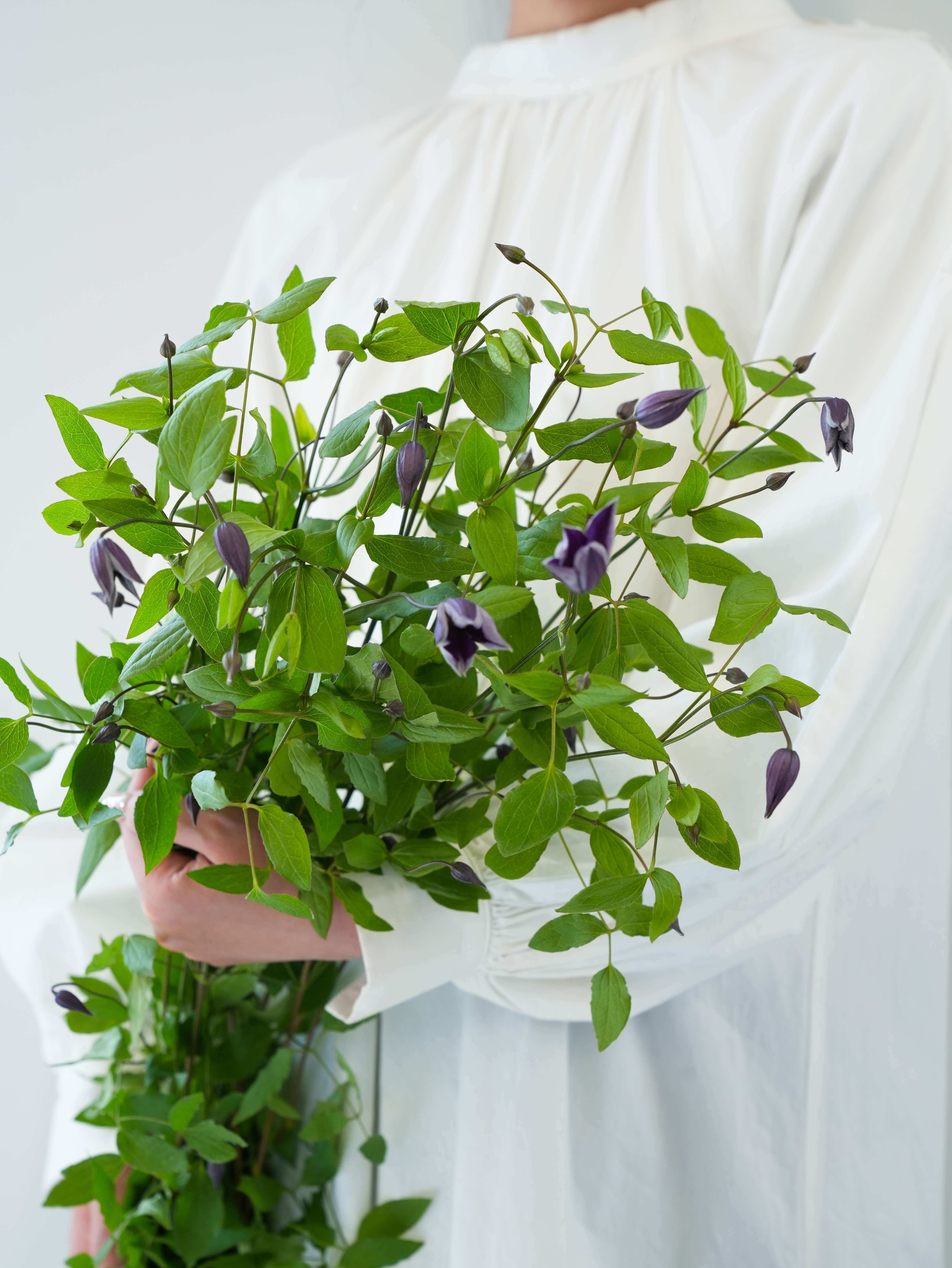 クレマチス（テッセン）の花材｜花の仕入れを簡単に。花材の卸通販
