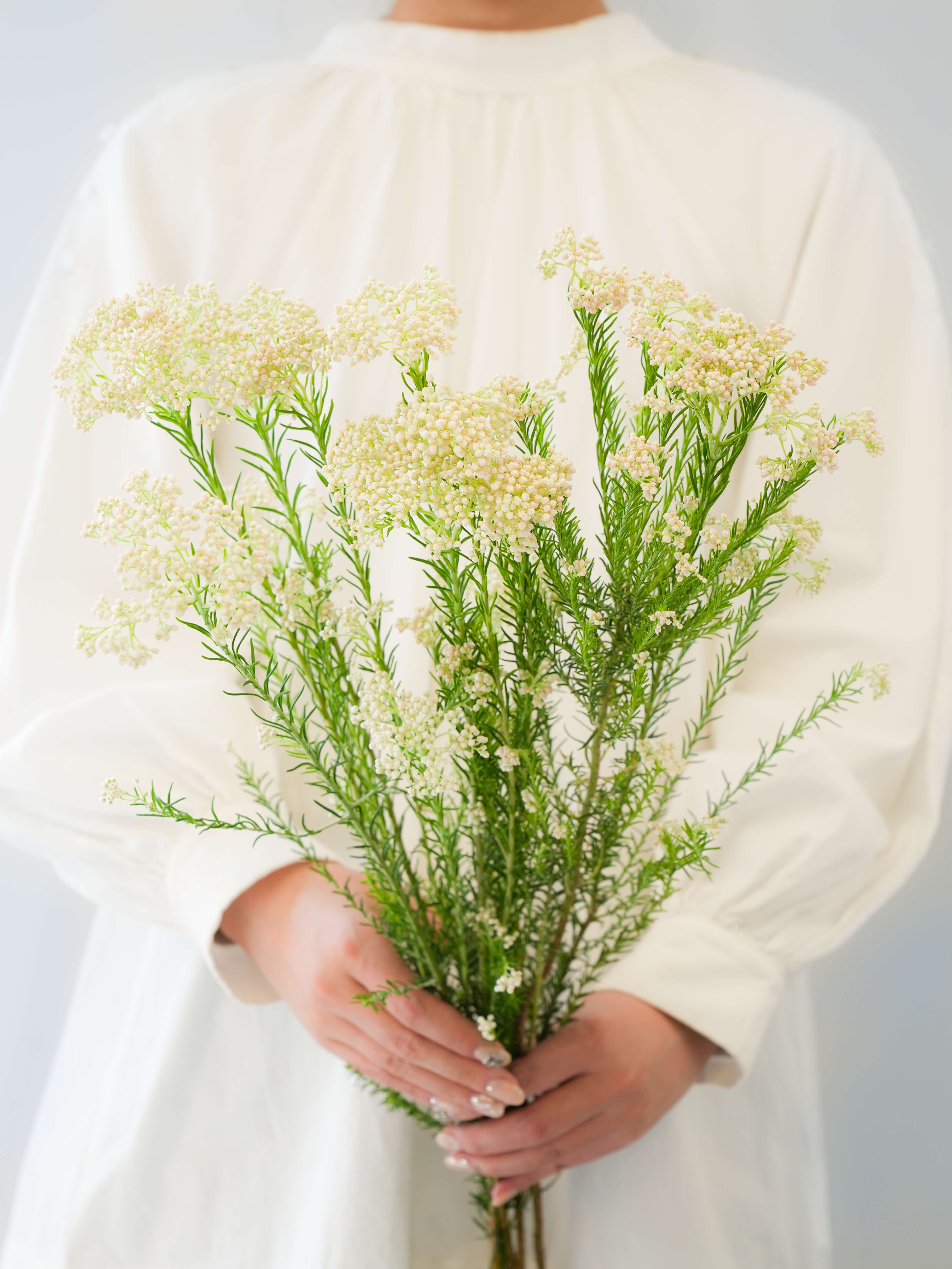 パールホワイト ※バラ売りあり ライスフラワー（白）パールホワイト｜花の仕入れを簡単に。花材の卸
