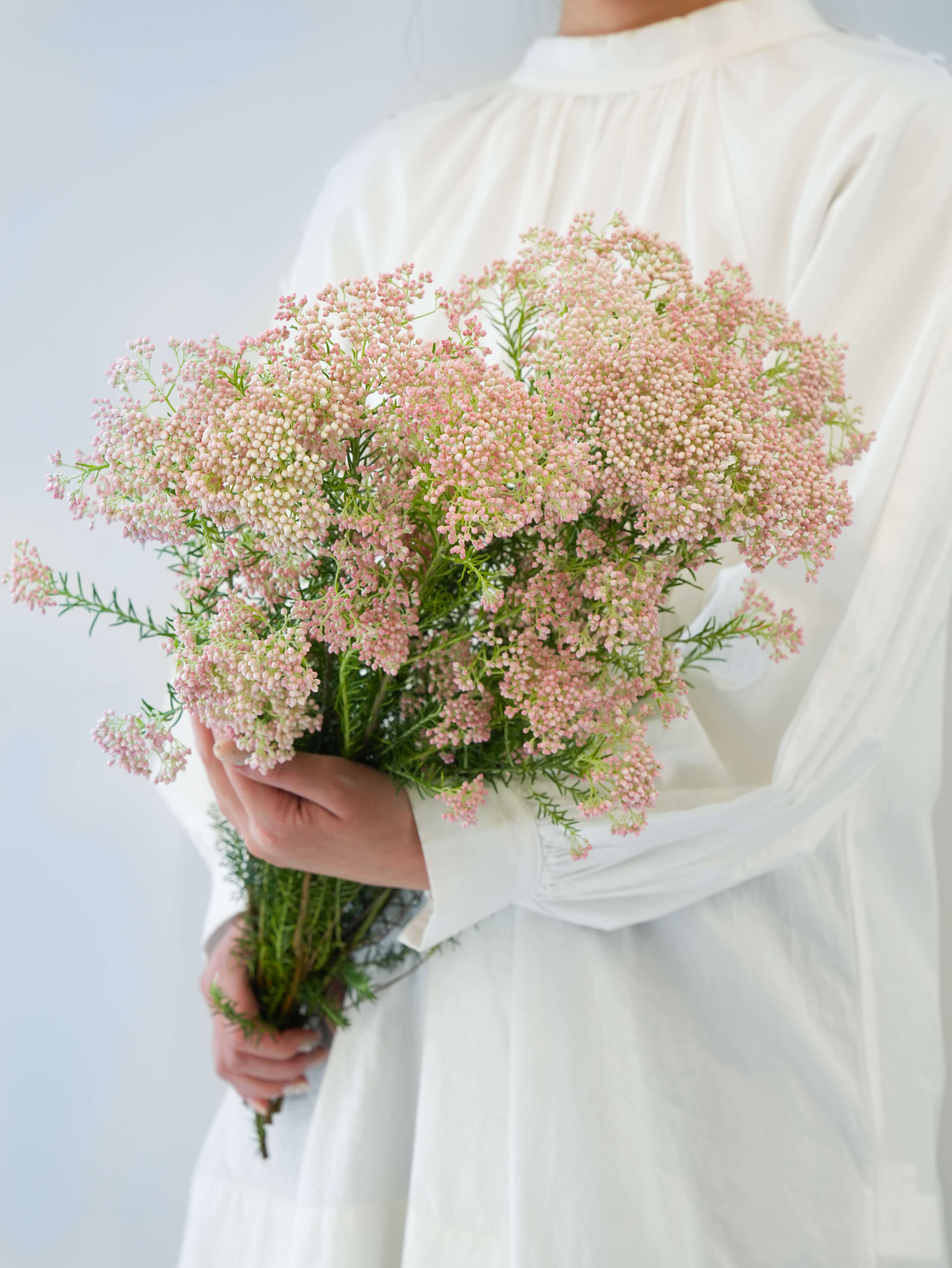 ライスフラワー（ピンク）ライスフラワー P｜ハナイチ｜花と植物