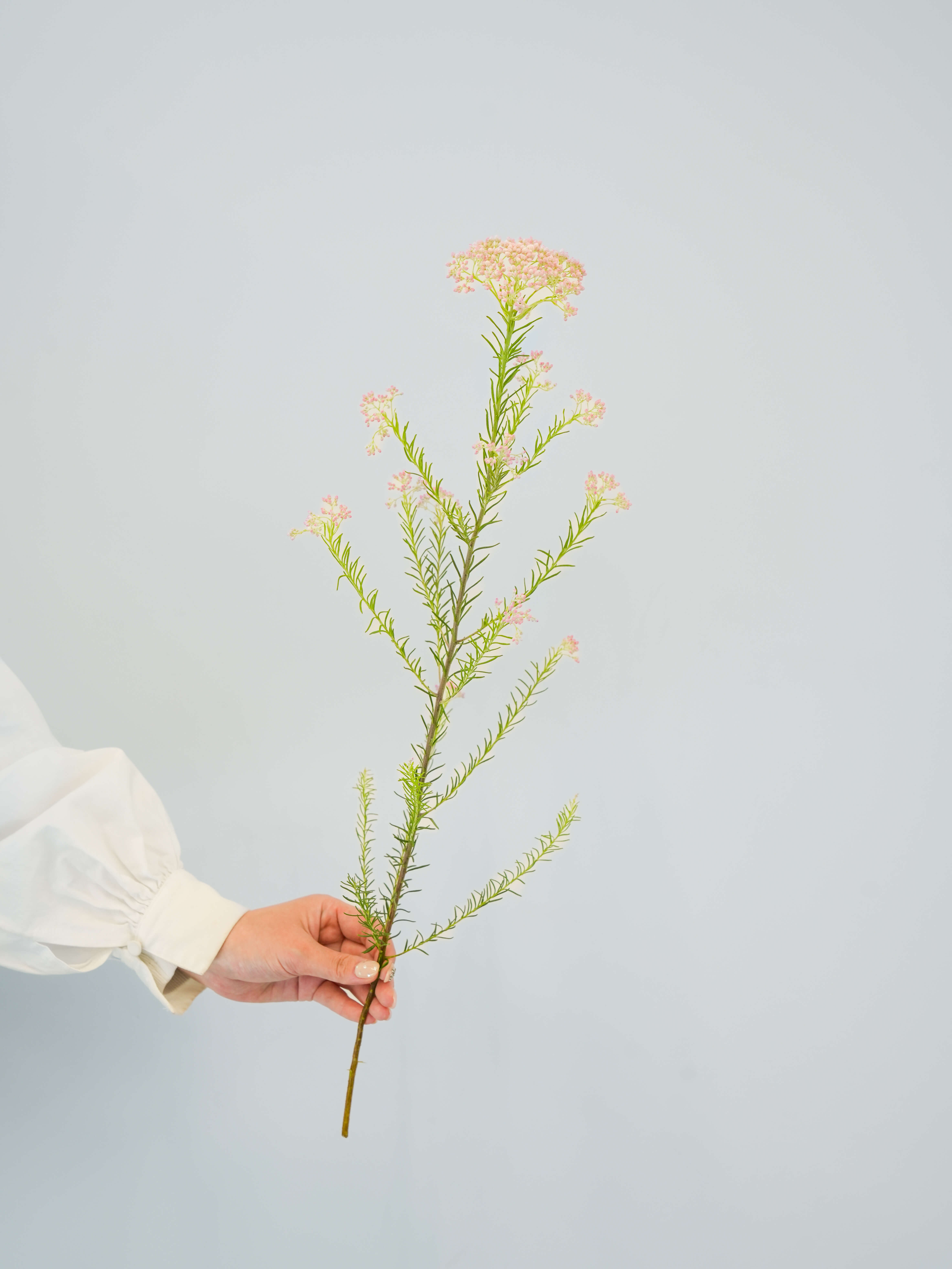 スイートピー（白）おまかせ品種｜花の仕入れを簡単に。花材の卸通販