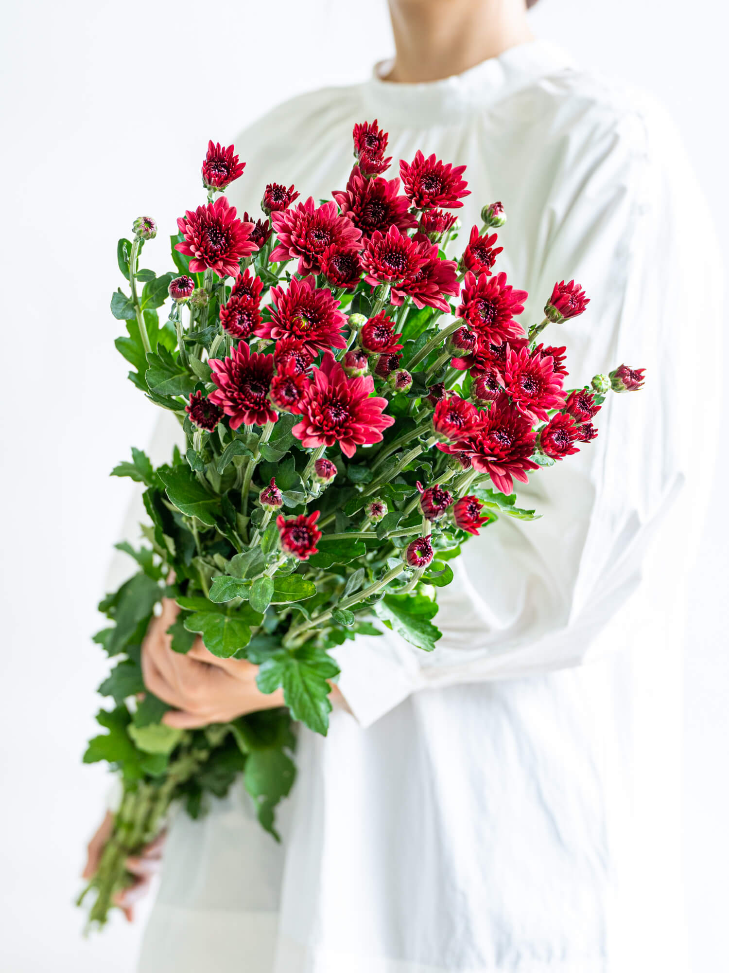 SPキク（赤）おまかせ品種｜花の仕入れを簡単に。花材の卸通販｜ハナイチ