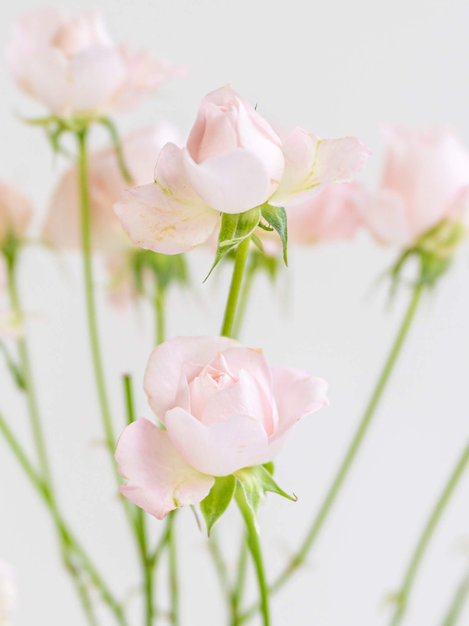 SPバラ（淡ピンク）おまかせ品種｜花の仕入れを簡単に。花材の卸通販
