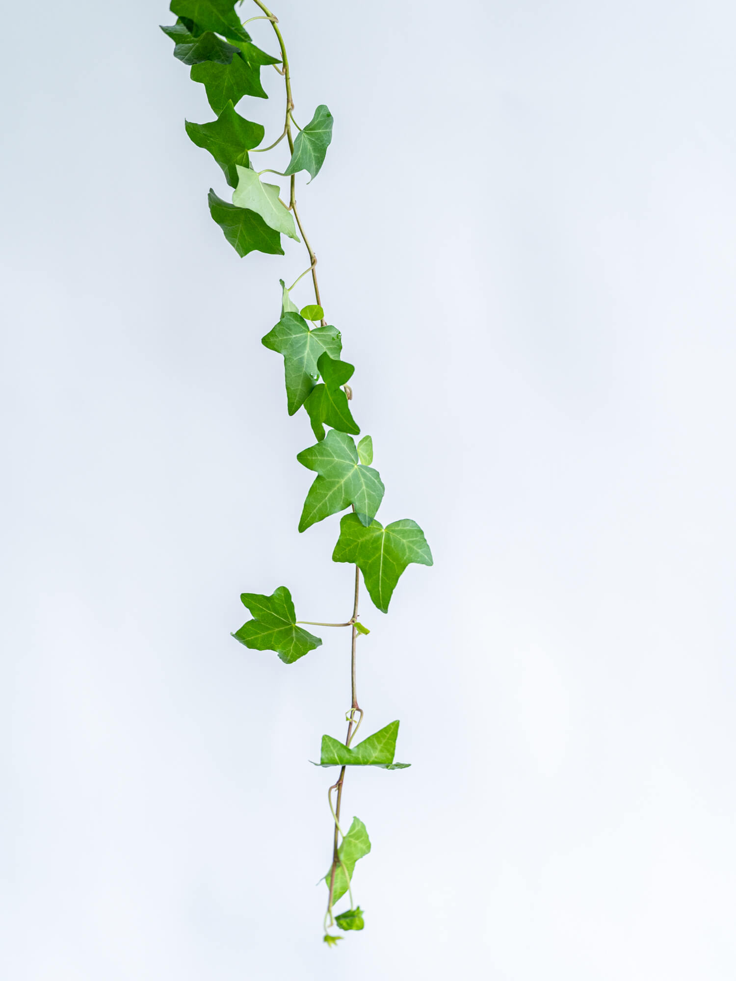 アイビー （グリーン） おまかせ品種｜ハナイチ｜花と植物、資材の