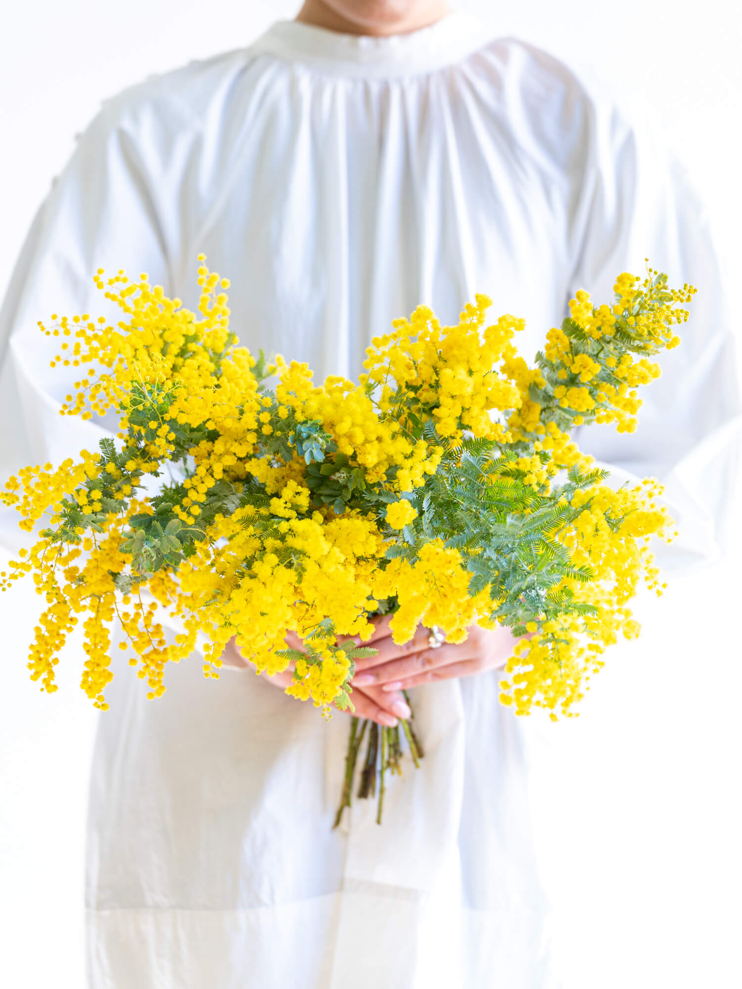 アカシア（黄色）おまかせ品種｜花の仕入れを簡単に。花材の卸通販