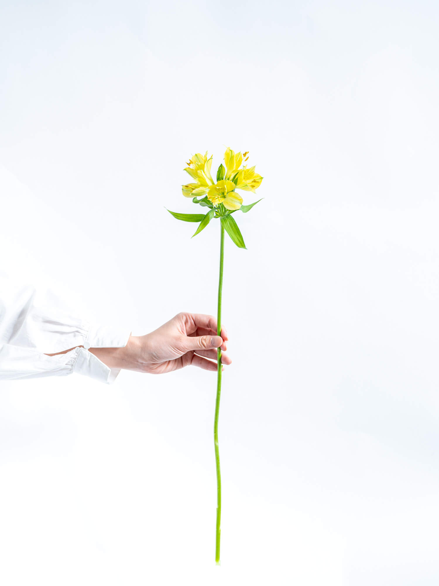 アルストロメリア （黄） おまかせ品種｜ハナイチ｜花と植物、資材の