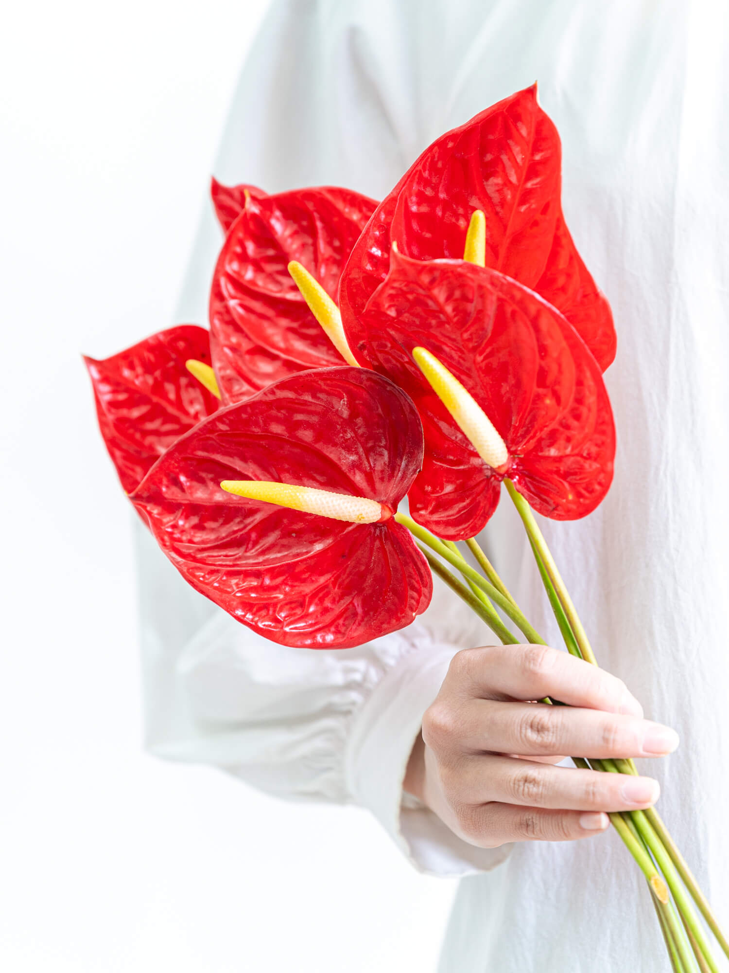 アンスリウム　アロカシア　セット Anthurium | BA PLants
