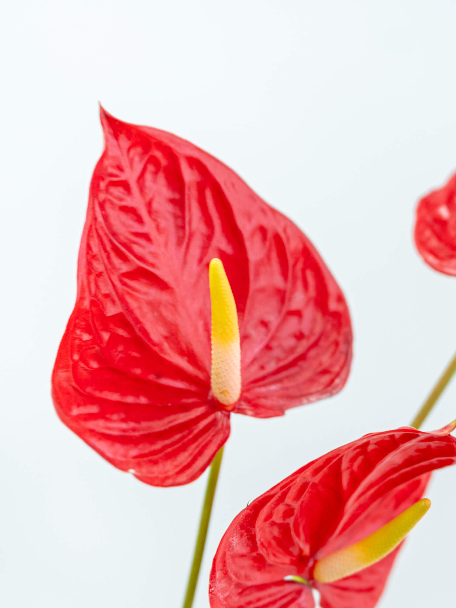 HS　アンスリウム HS】アンスリウム パンプキンスパイス アンスリウム パンプキン