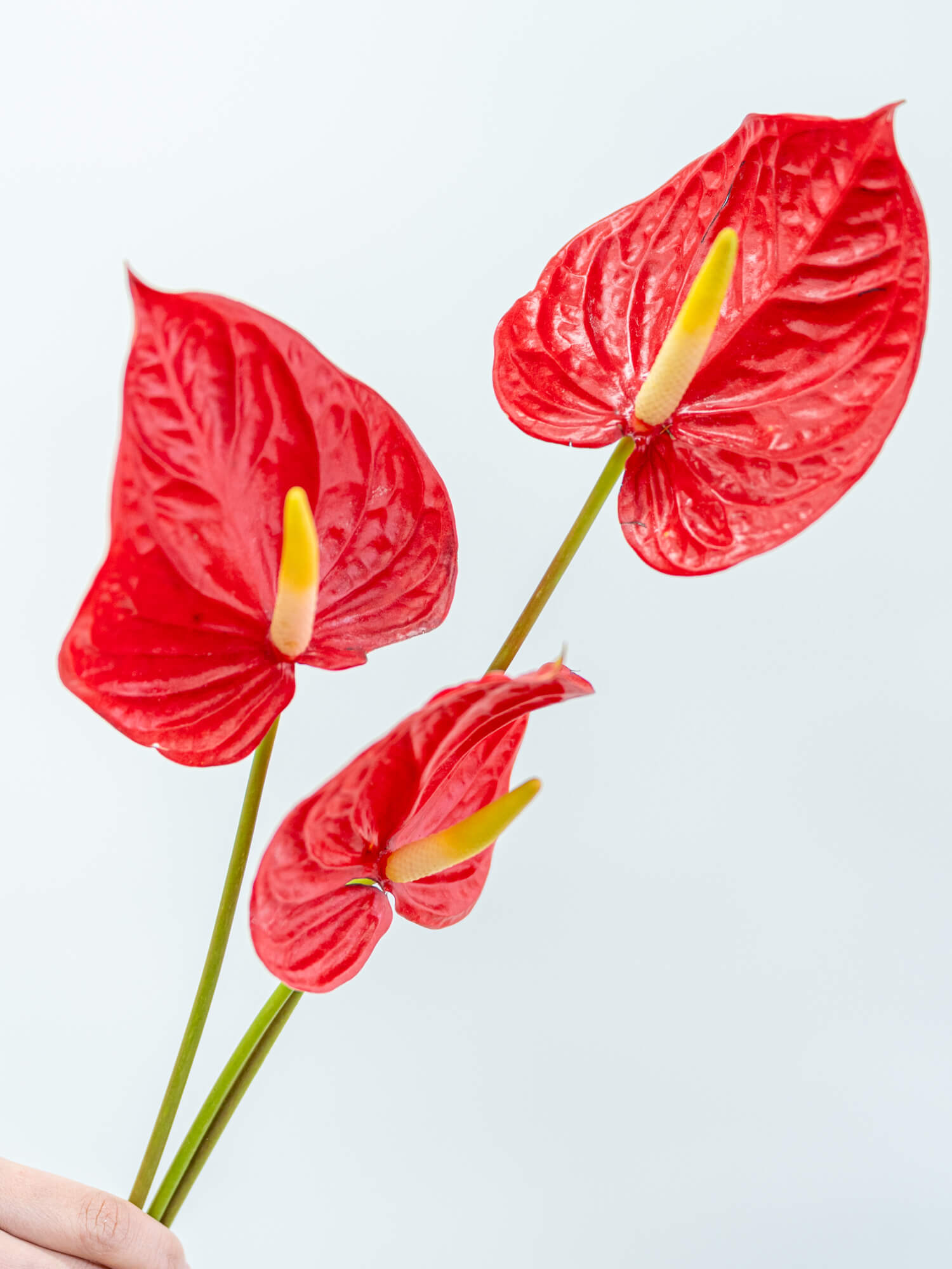 赤い花 生花】カーネーション(赤) 品種おまかせ【60cm/愛知県】｜Flower