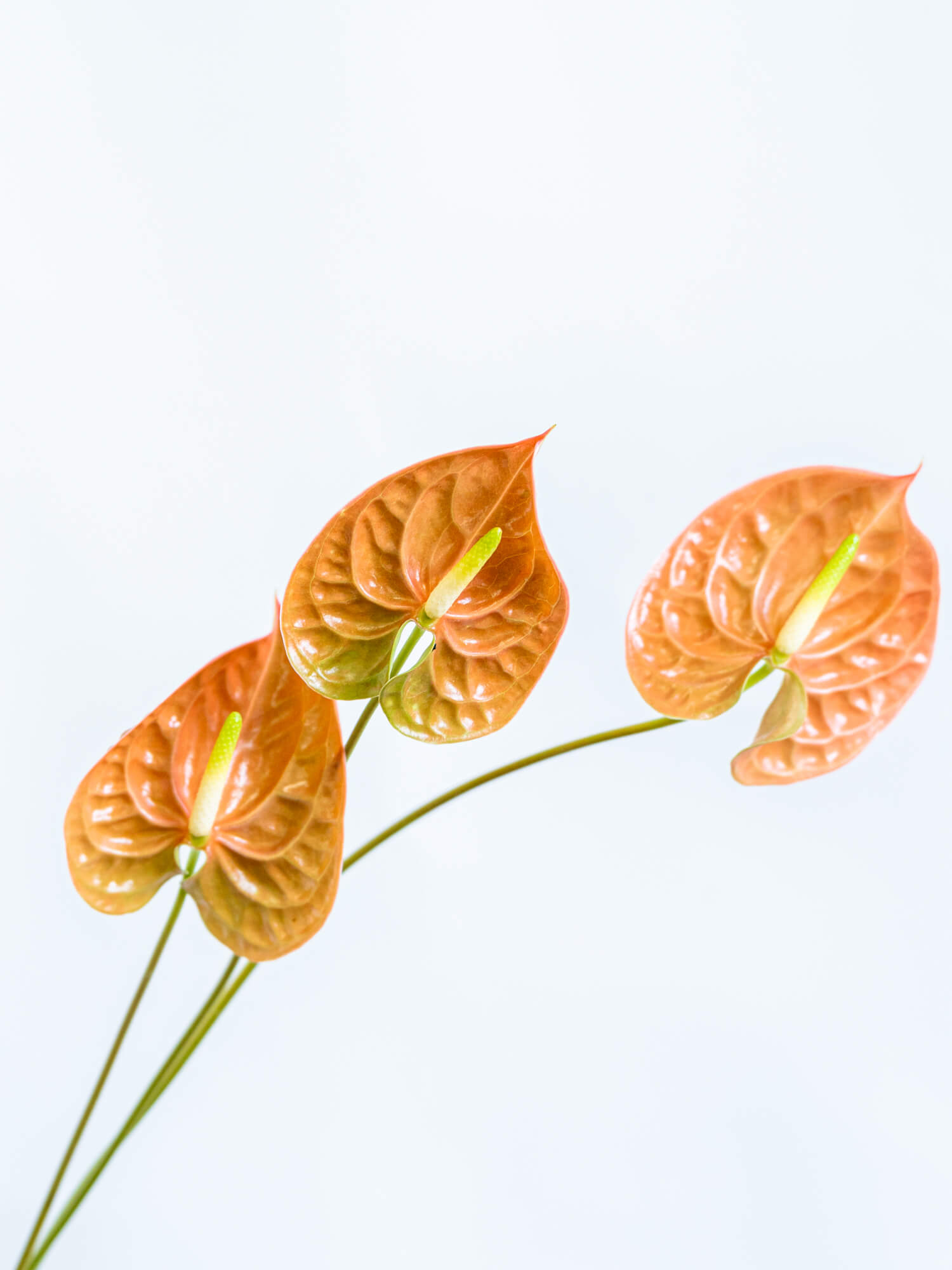 アンスリウム（茶） おまかせ品種｜ハナイチ｜花と植物、資材の仕入れ