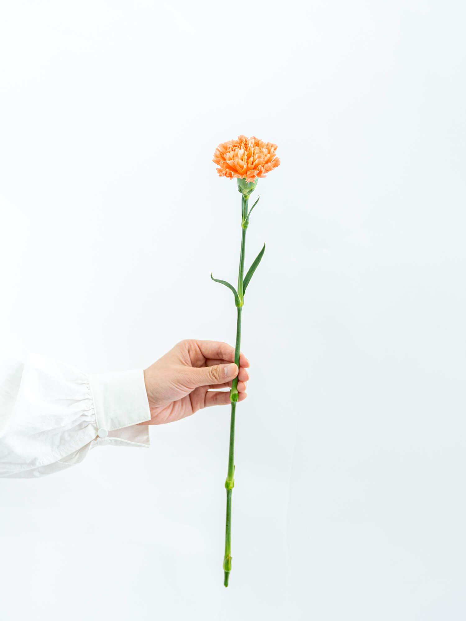 カーネーション （オレンジ） おまかせ品種｜ハナイチ｜花と植物