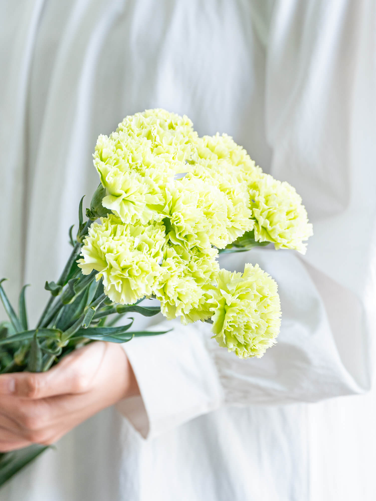 カーネーション（緑）おまかせ品種｜花の仕入れを簡単に。花材の卸通販