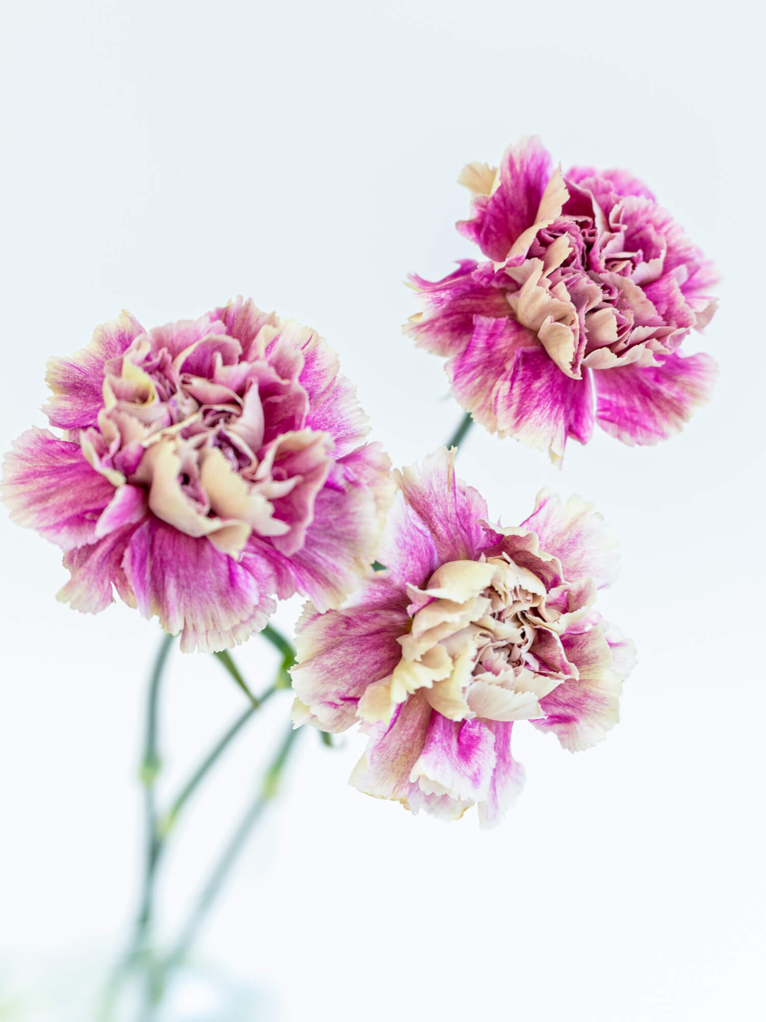 カーネーション （複色） おまかせ品種｜ハナイチ｜花と植物