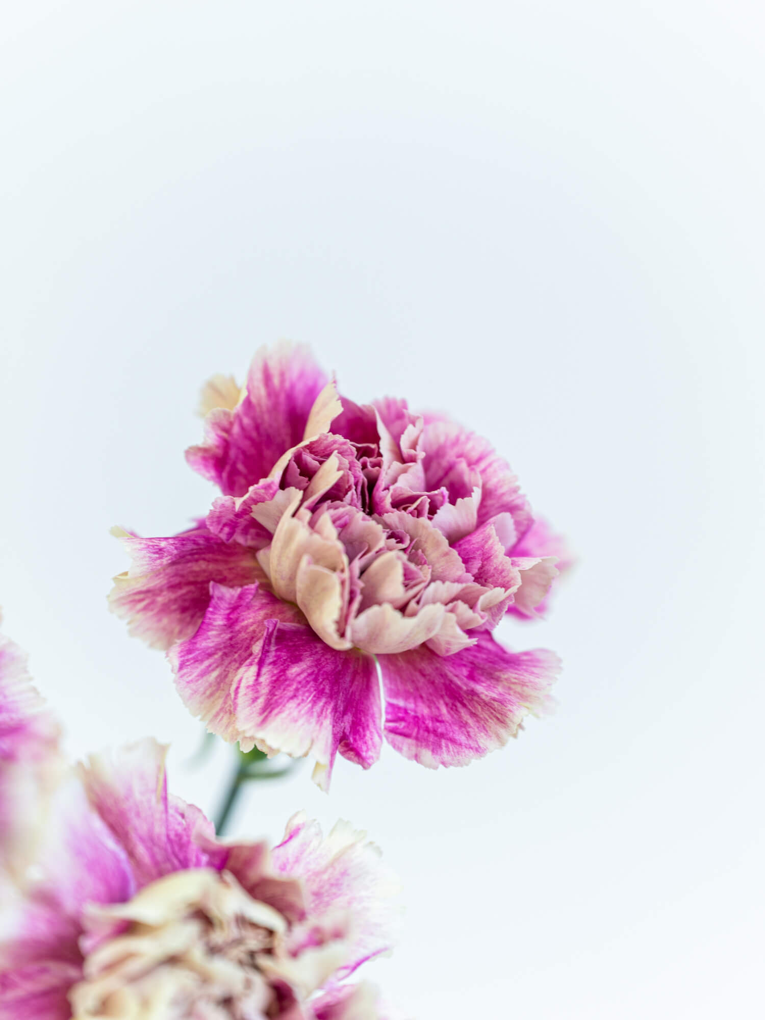 カーネーション （複色） おまかせ品種｜ハナイチ｜花と植物