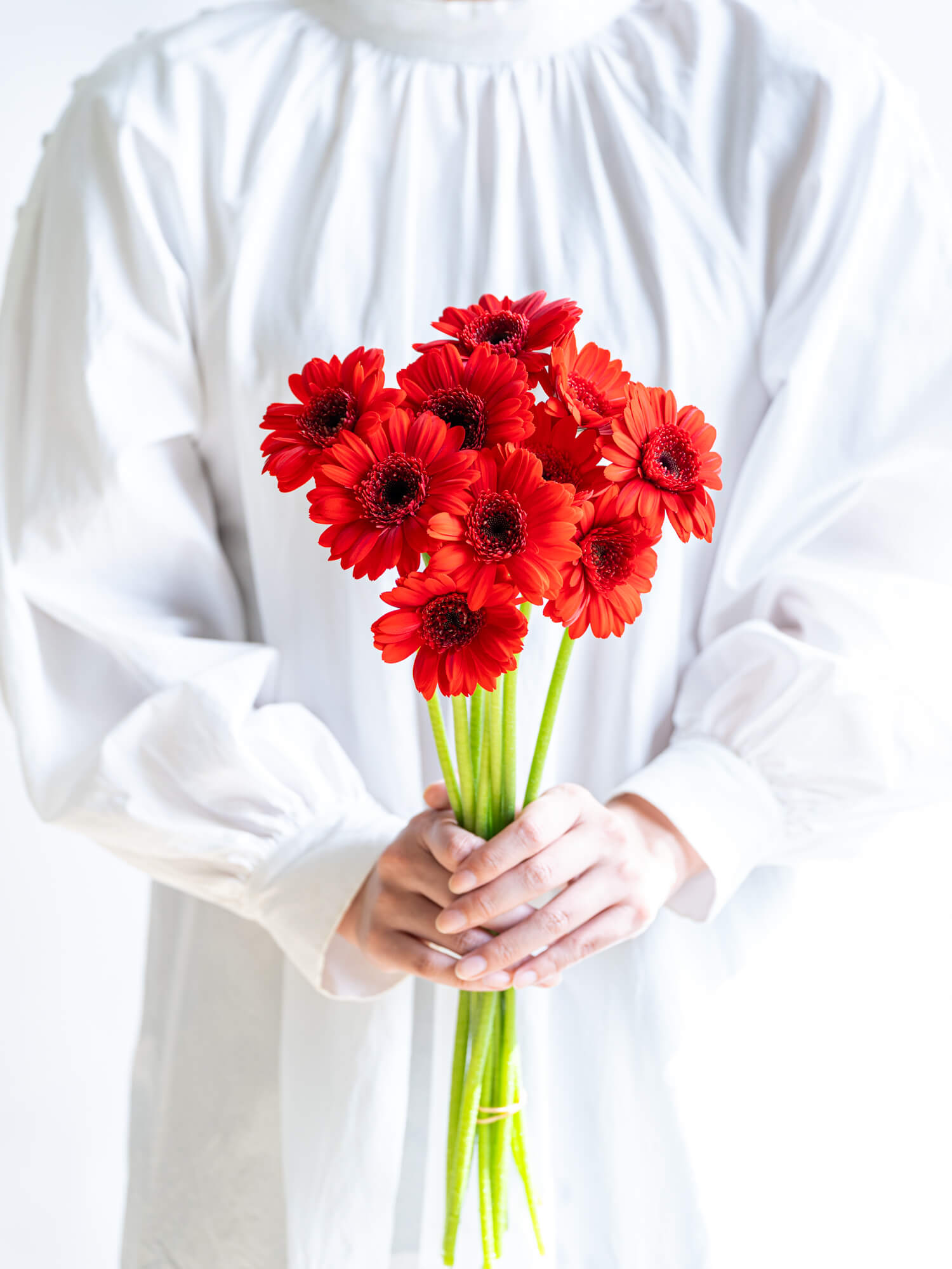 ஐガーベラஐページ！ ஐガーベラஐページ！ ஐガーベラஐページ！ ガーベラ｜Gerbera