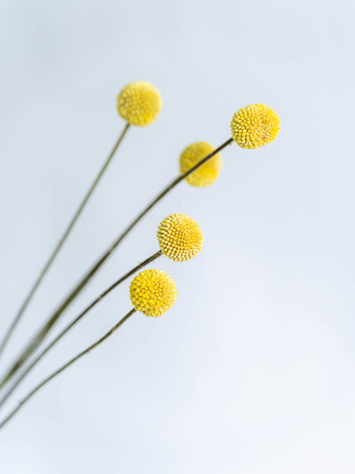 グラスペディア （黄） おまかせ品種｜ハナイチ｜花と植物、資材