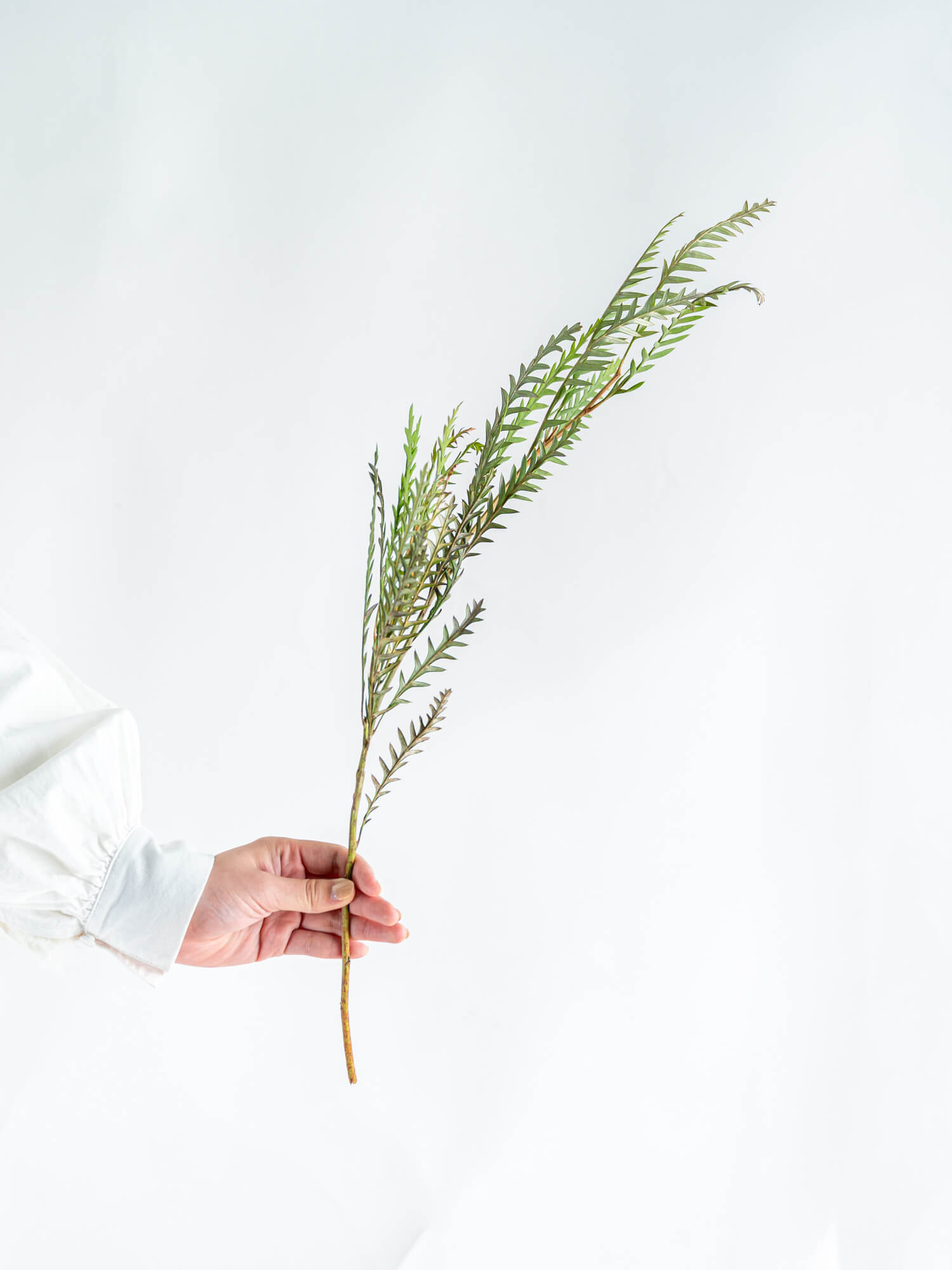 グレビレア（複色）アスプラニフォリ｜花の仕入れを簡単に。花材の卸