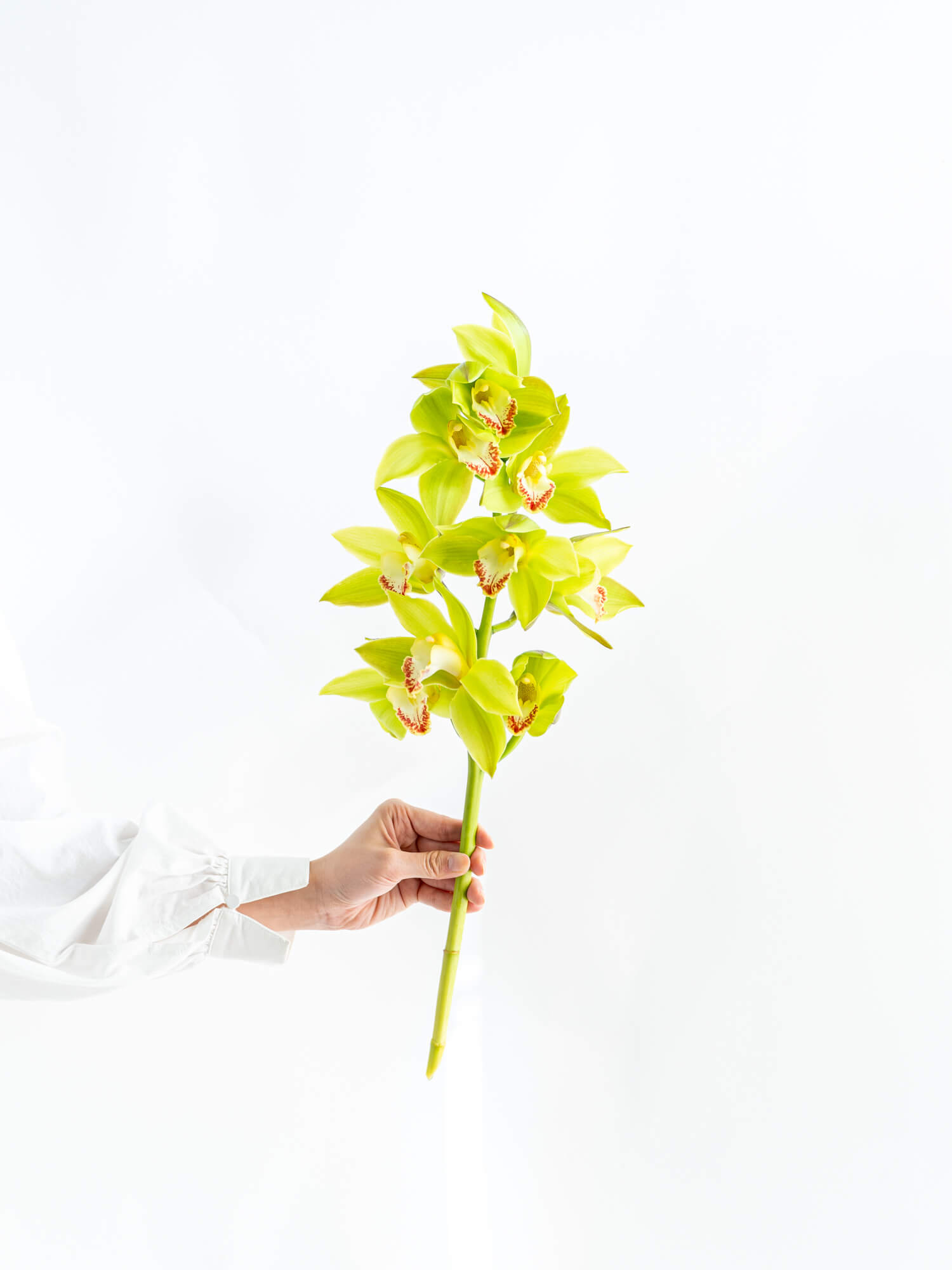 シンビジューム（ピンク）おまかせ品種｜花の仕入れを簡単に。花材の卸