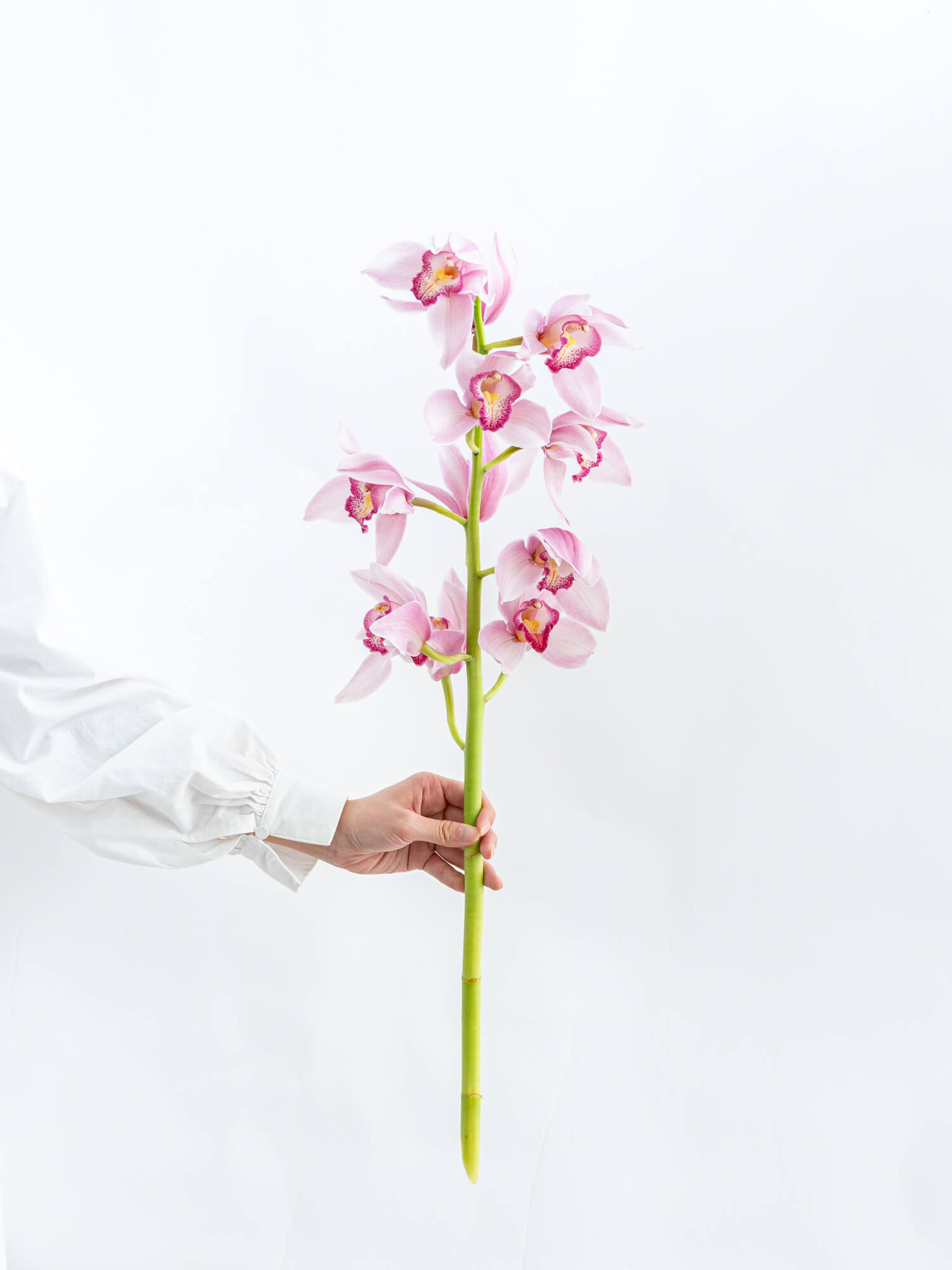シンビジューム（ピンク）おまかせ品種｜花の仕入れを簡単に。花材の卸