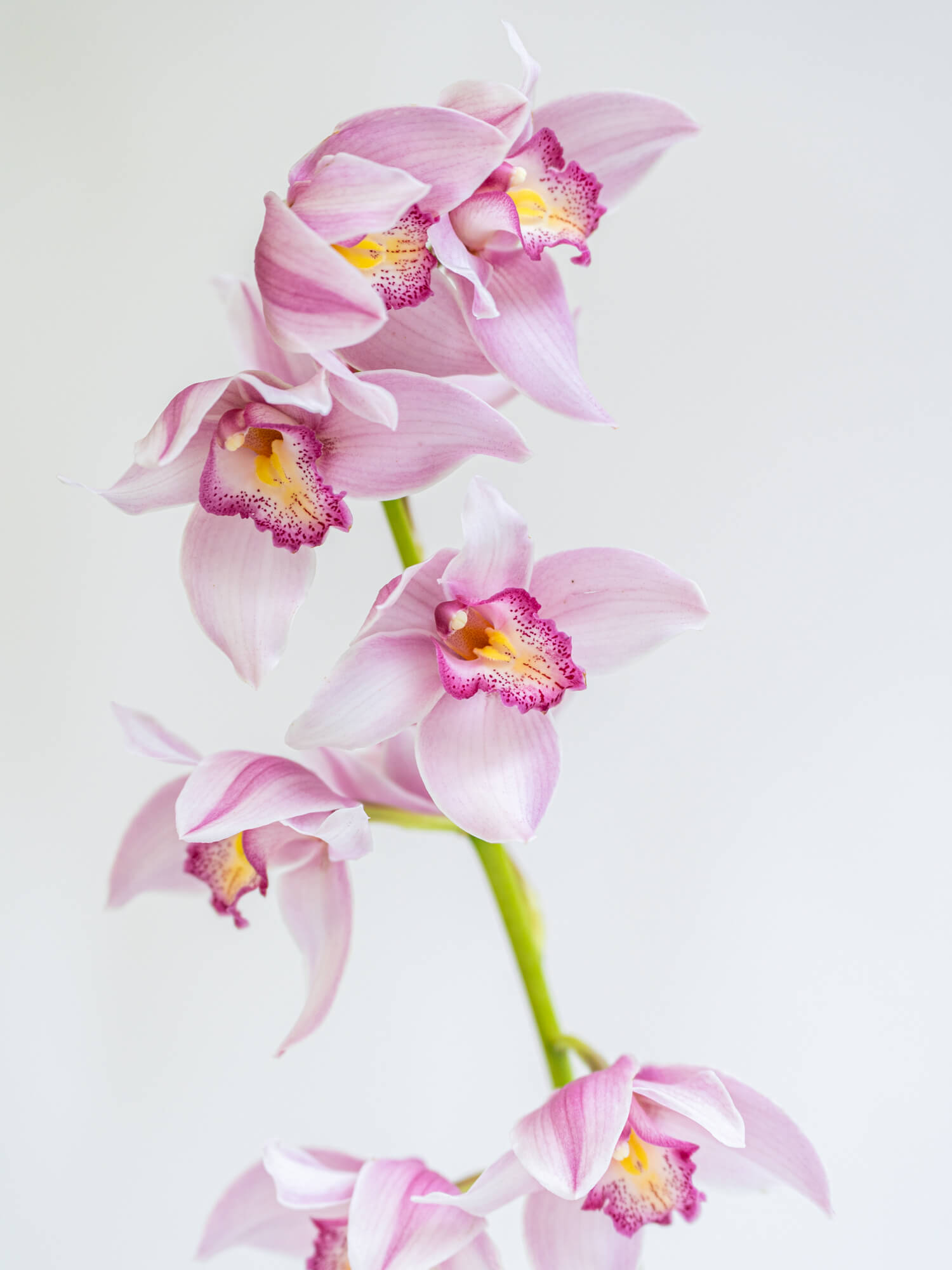 シンビジューム（ピンク）おまかせ品種｜花の仕入れを簡単に。花材の卸