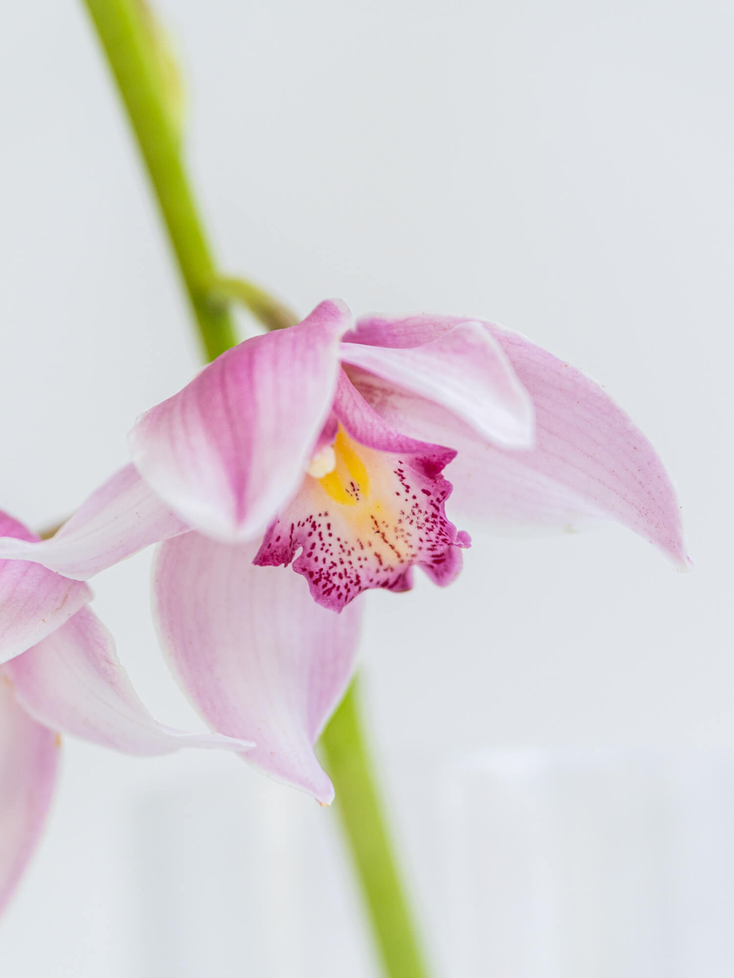 シンビジューム（ピンク）おまかせ品種｜花の仕入れを簡単に。花材の卸