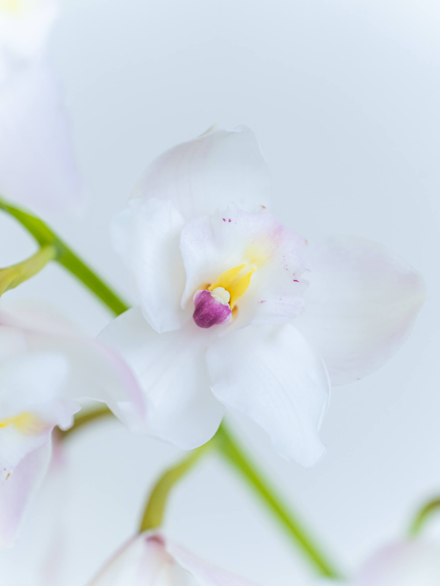 シンビジューム（白）おまかせ品種｜花の仕入れを簡単に。花材の卸通販