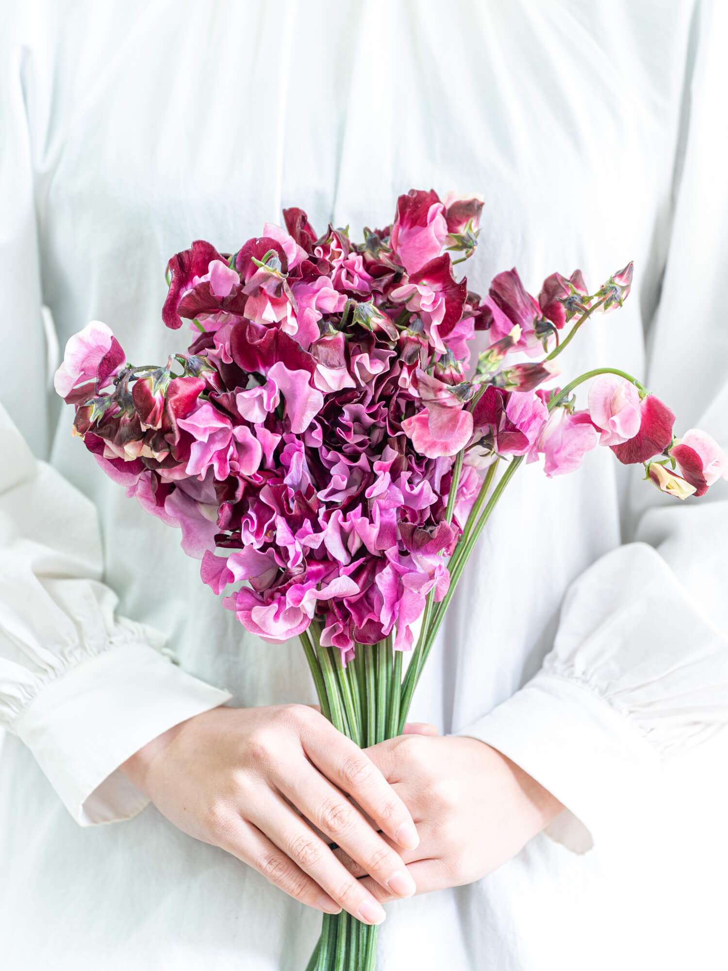 スイートピー（複色/ピンク系）おまかせ品種｜花の仕入れを簡単に。花