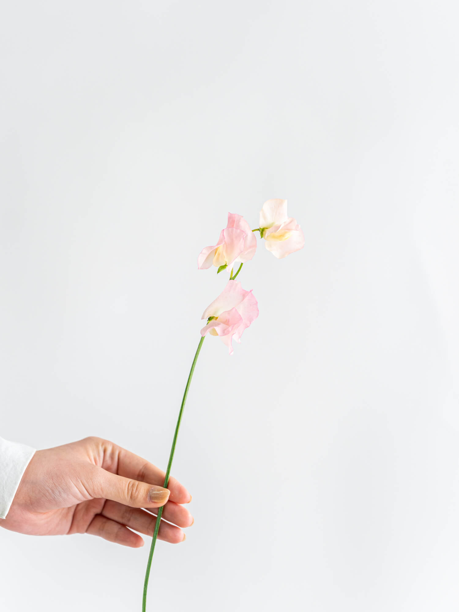 スイートピー（淡ピンク）おまかせ品種｜花の仕入れを簡単に。花材の卸