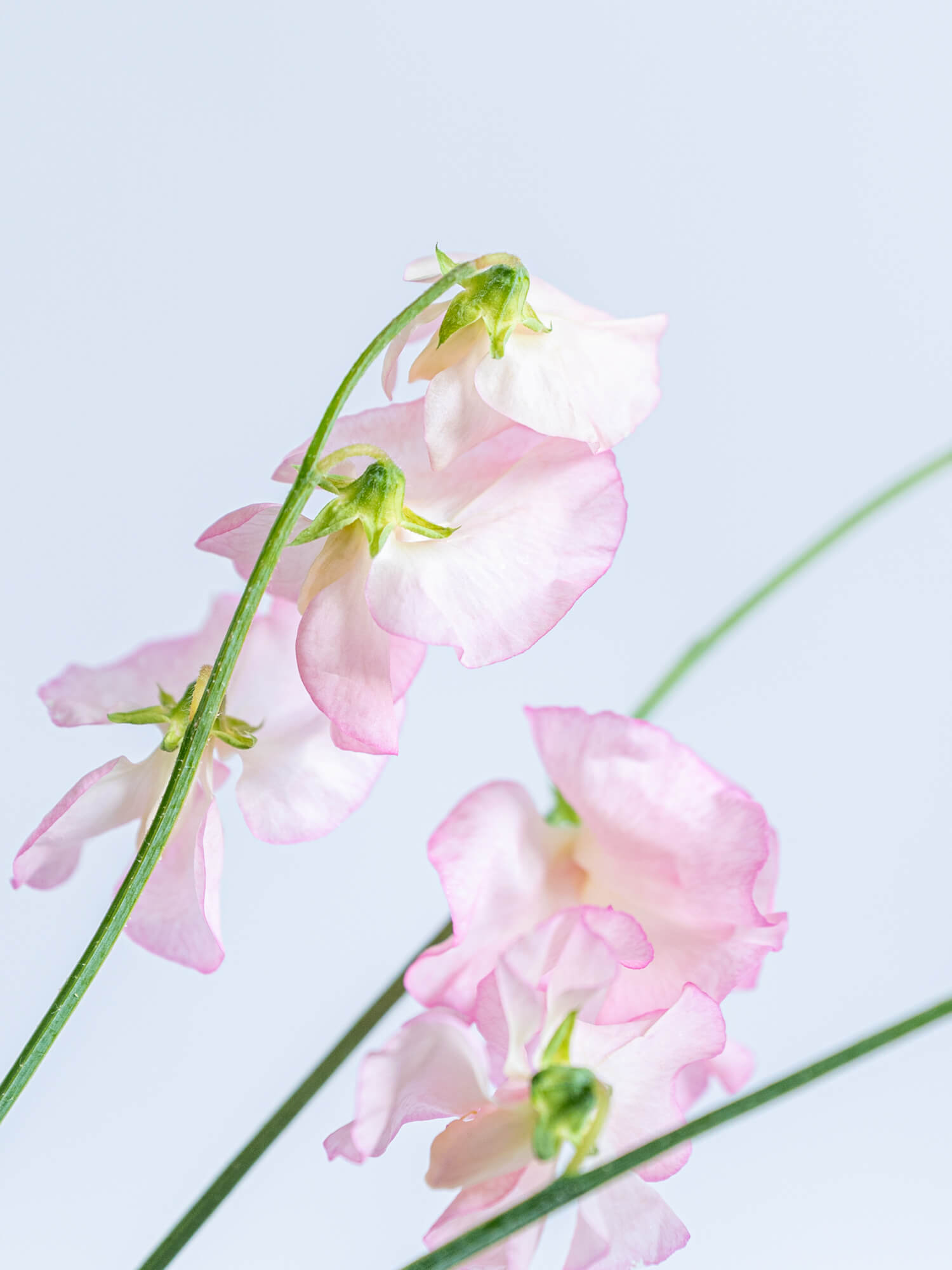 スイートピー（淡ピンク）おまかせ品種｜花の仕入れを簡単に。花材の卸