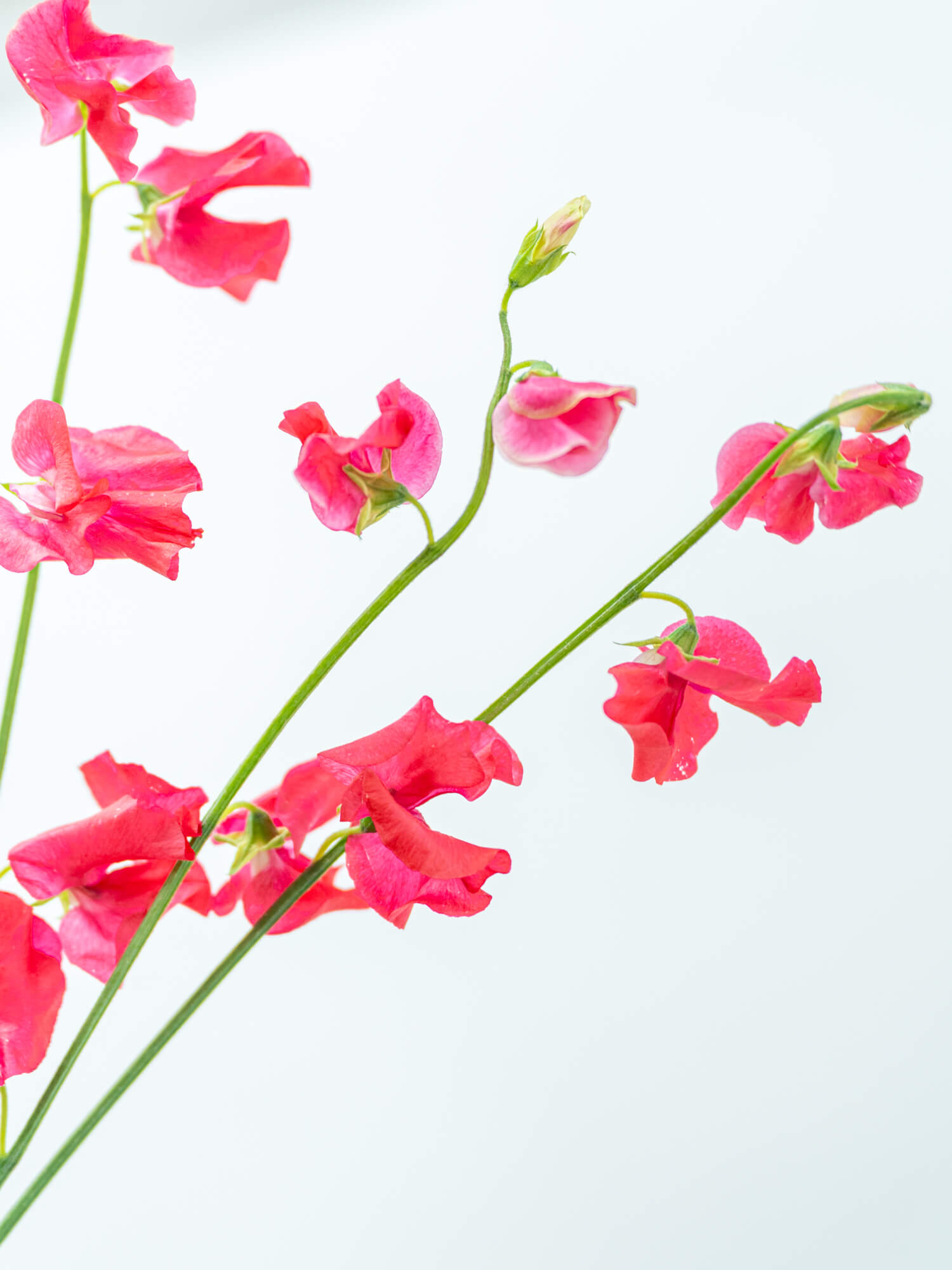 スイートピー（赤）おまかせ品種｜花の仕入れを簡単に。花材の卸通販