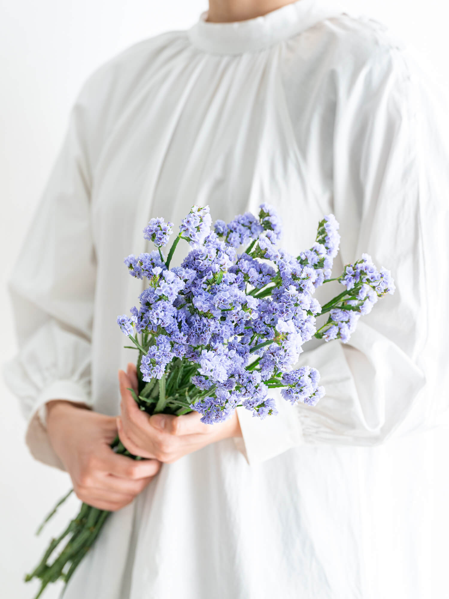 スターチス （淡紫） おまかせ品種｜ハナイチ｜花と植物、資材の仕入れ