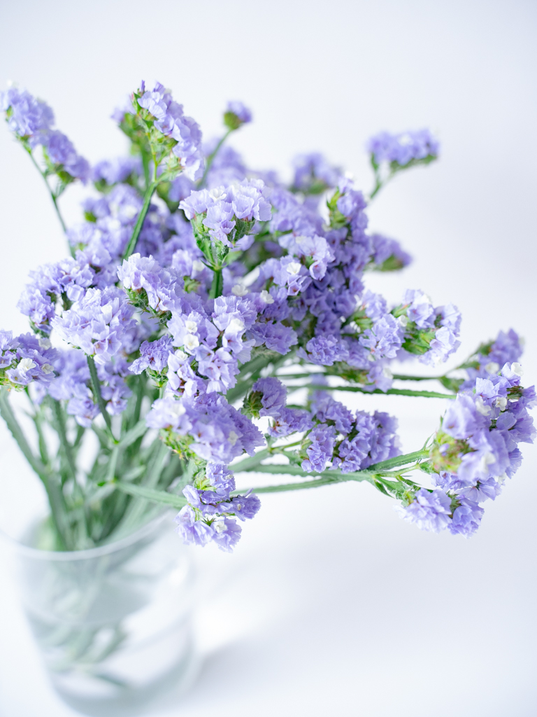 スターチス （淡紫） おまかせ品種｜ハナイチ｜花と植物、資材の仕入れ