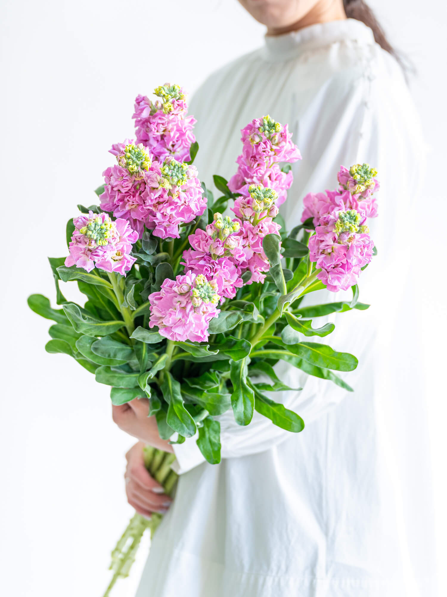 ストック（ピンク）おまかせ品種｜花の仕入れを簡単に。花材の卸通販