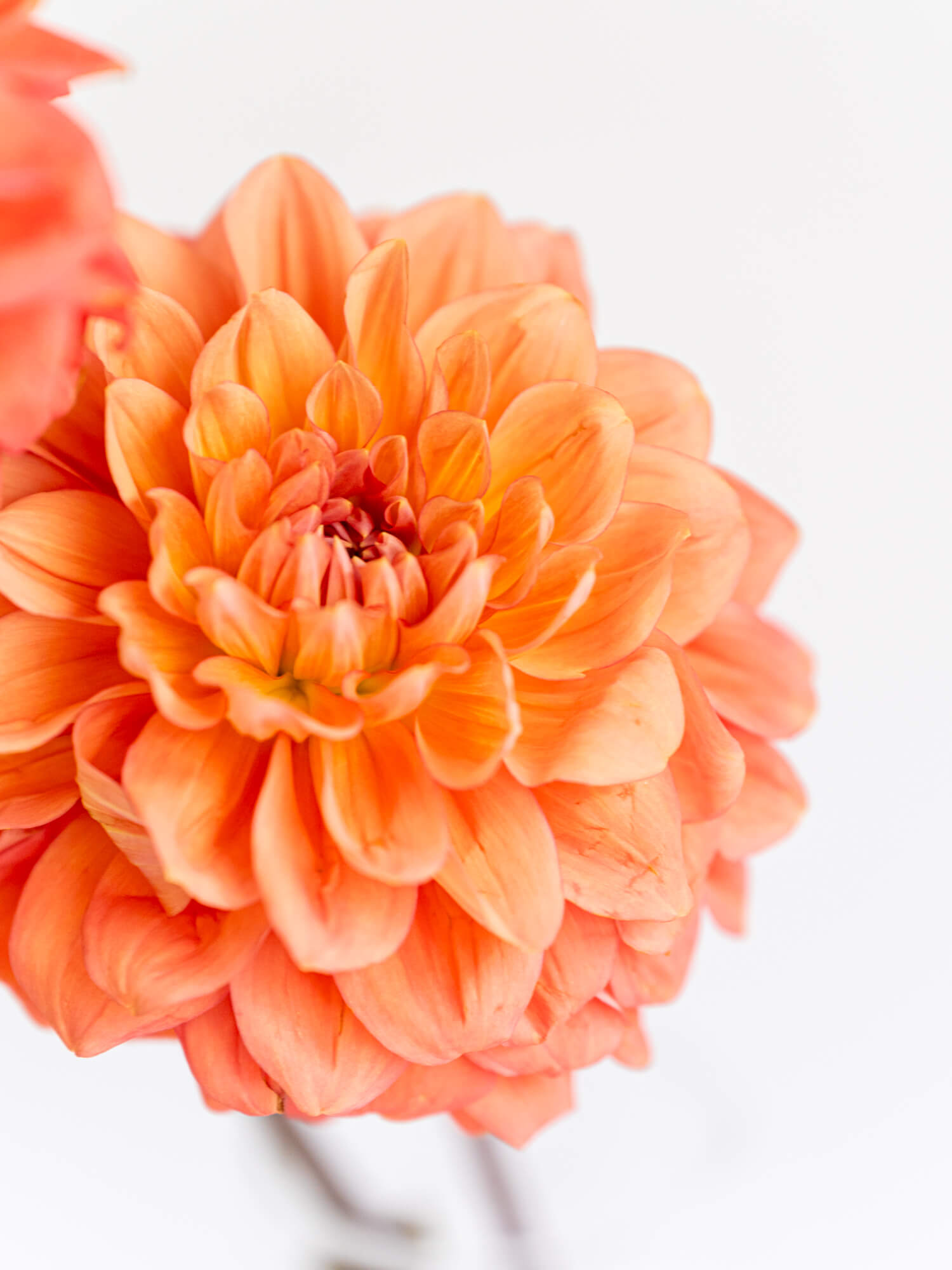 ダリア（感謝） 特価◎Gracias/ダリア(ワイン)M BIGフラワーシリーズ/P-324 - 花材通販