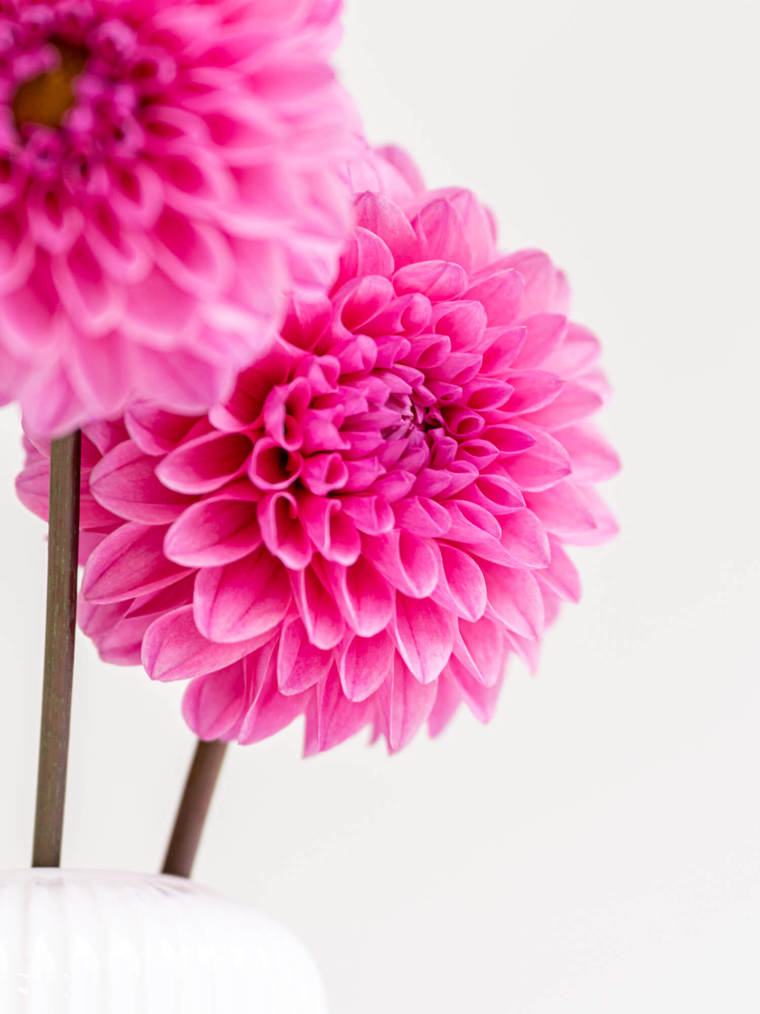 ピンクのダリア 中小編 ピンクの濃いシェリーもいいね👍 #ダリア #dahlia #花農家