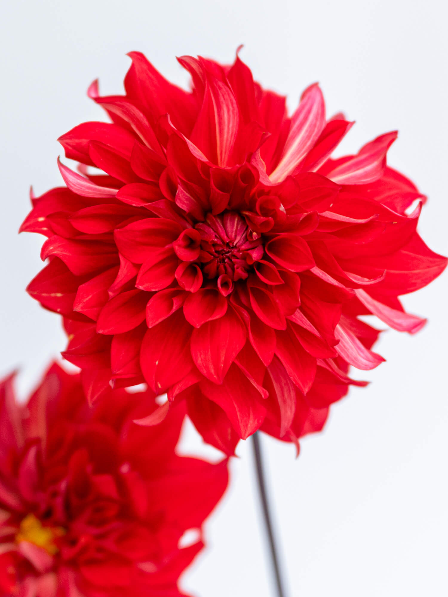 ダリア （赤） おまかせ品種｜ハナイチ｜花と植物、資材の仕入れサイト