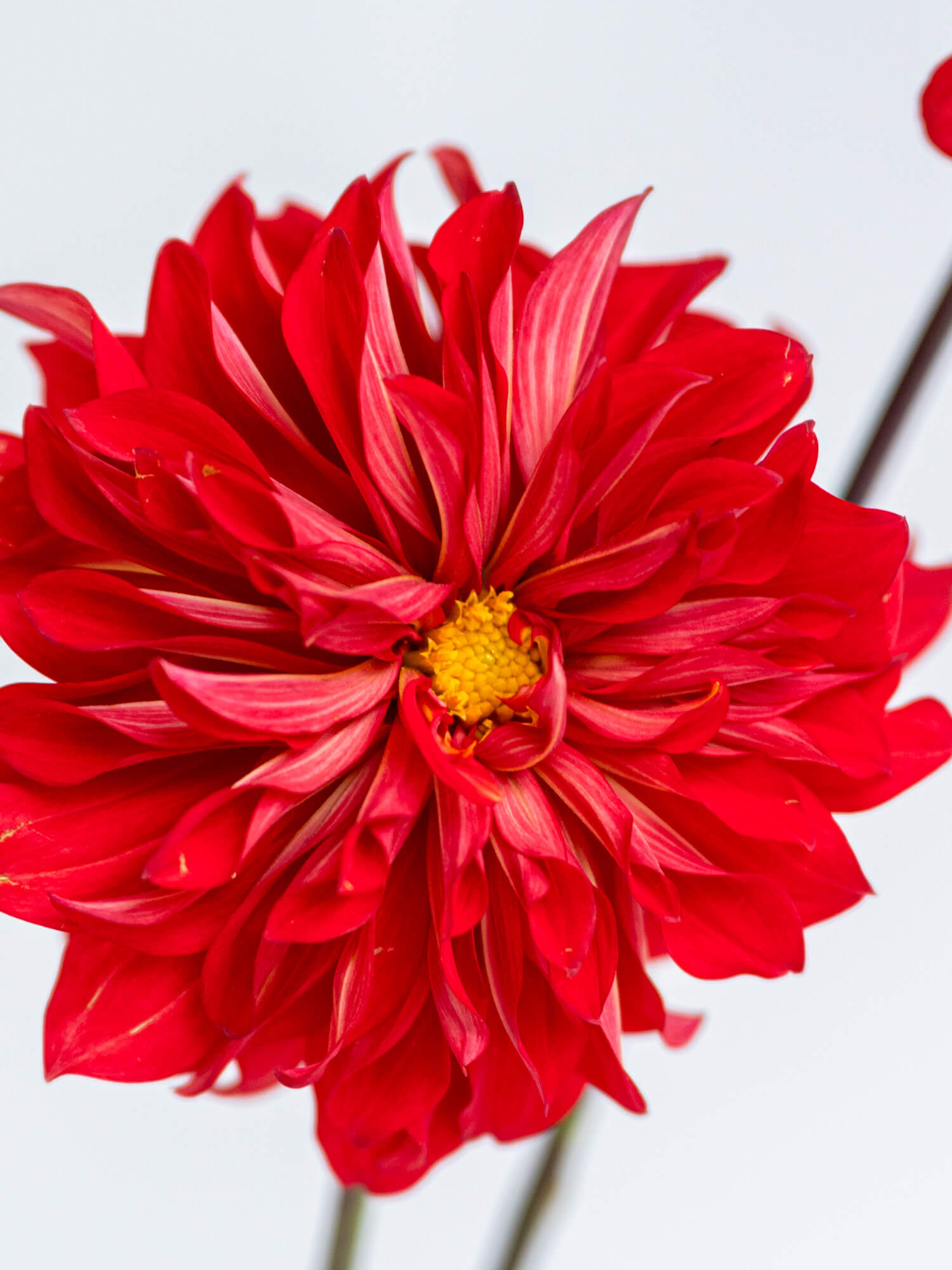 ダリア （赤） おまかせ品種｜ハナイチ｜花と植物、資材の仕入れサイト