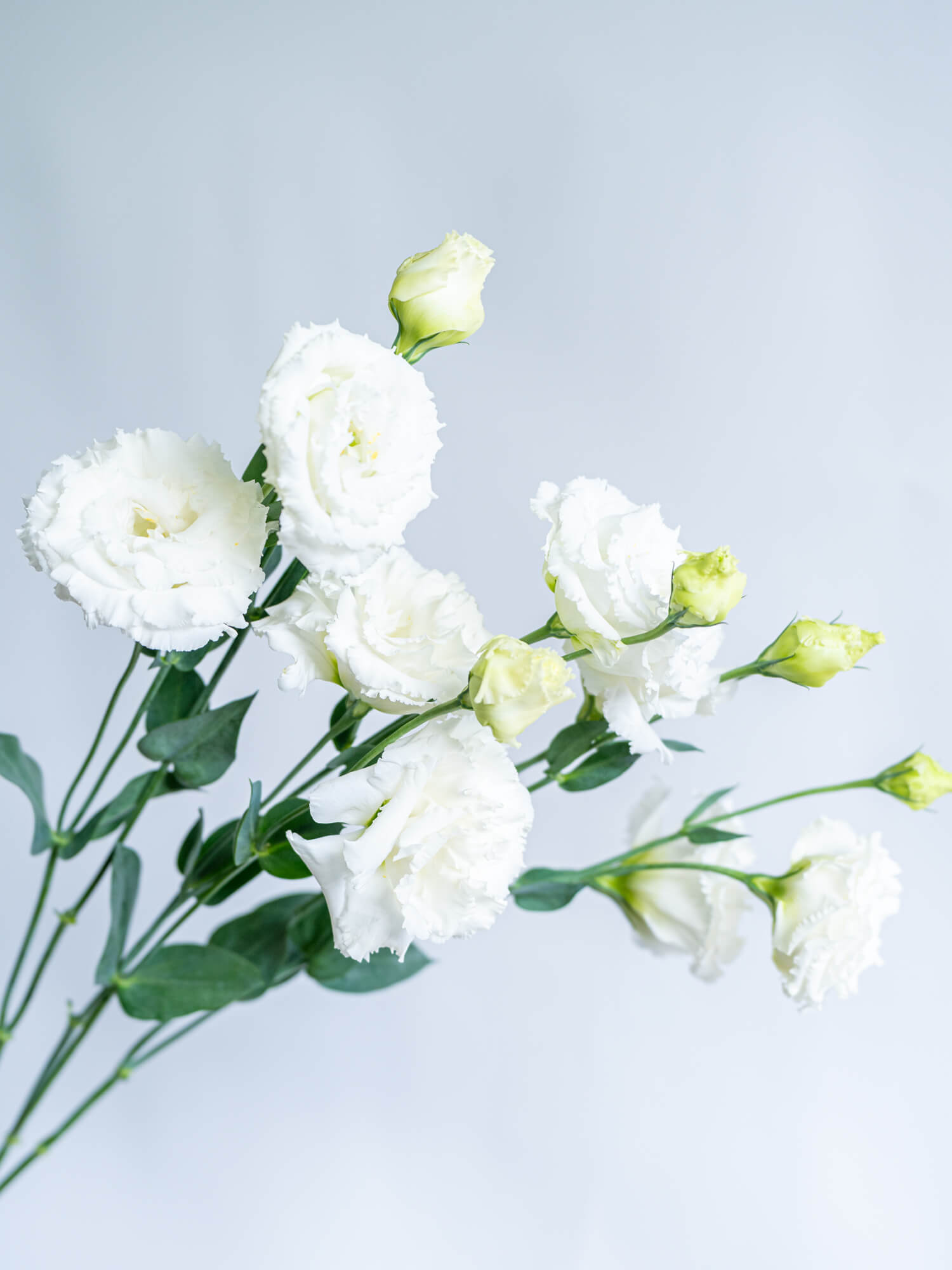 トルコキキョウ （白） おまかせ品種｜ハナイチ｜花と植物、資材