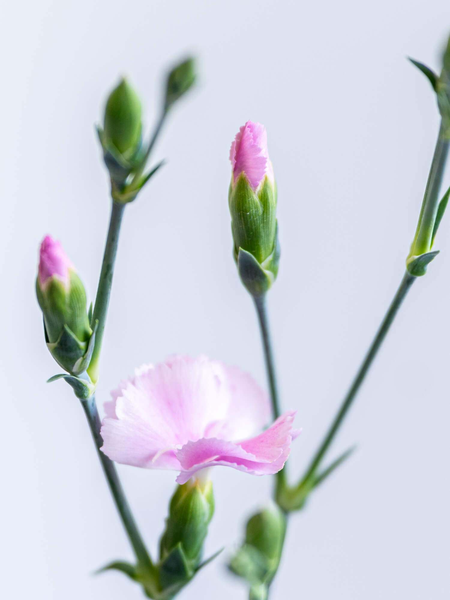 ナデシコ（淡ピンク）おまかせ品種｜花の仕入れを簡単に。花材の卸通販