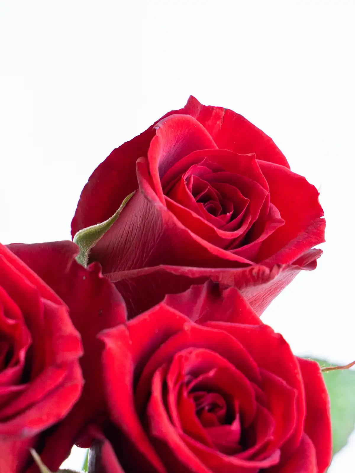 バラ （赤） おまかせ品種｜ハナイチ｜花と植物、資材の仕入れサイト