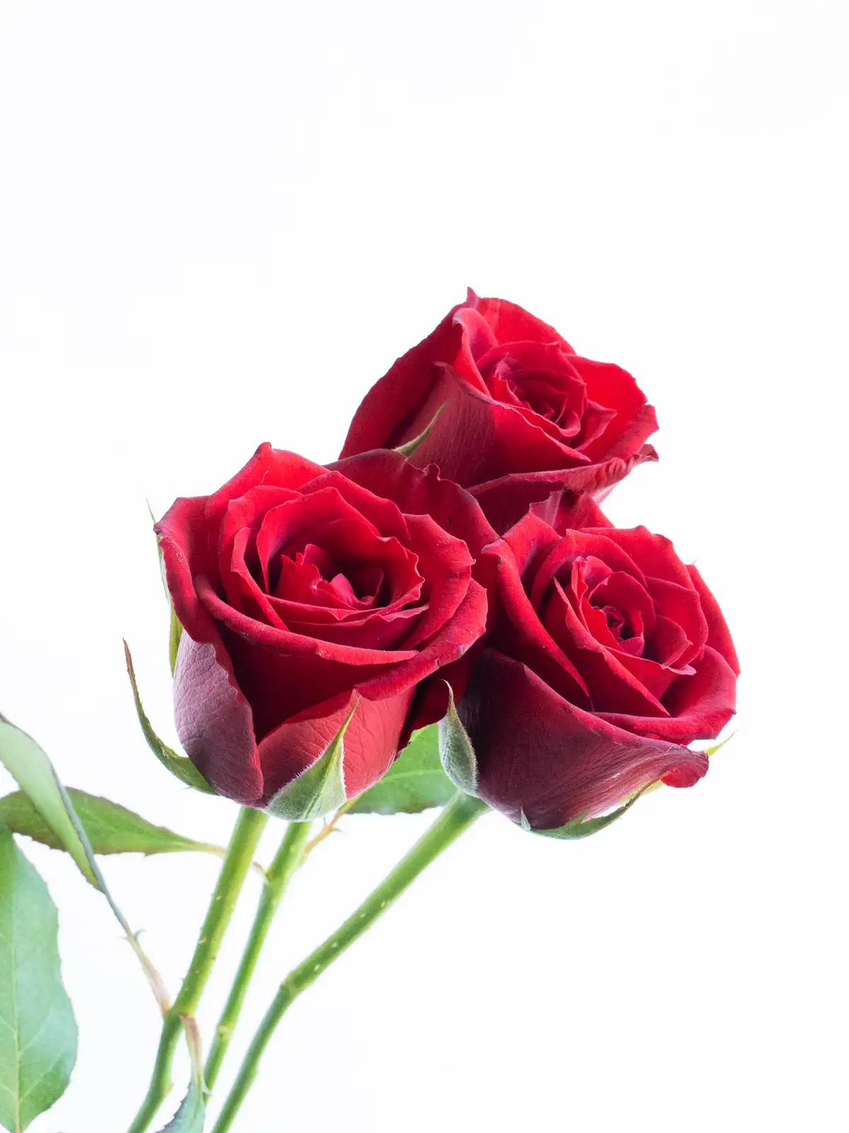 バラ （赤） おまかせ品種｜ハナイチ｜花と植物、資材の仕入れサイト