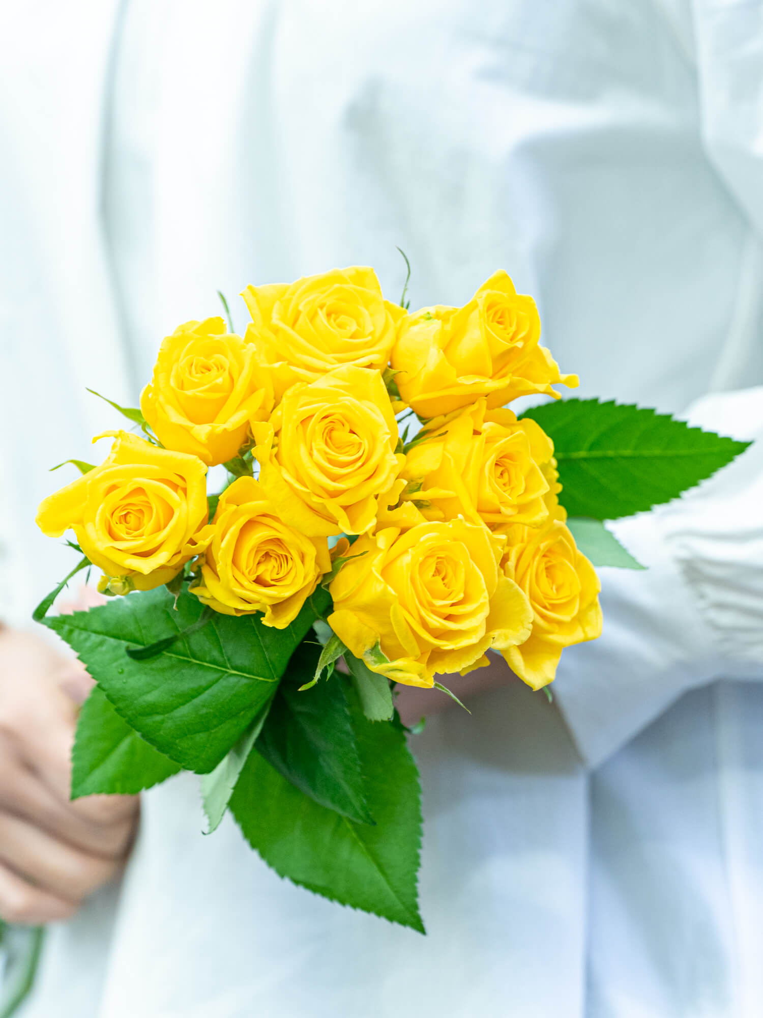 きいろのばら様 バラ（黄）おまかせ品種｜花の仕入れを簡単に。花材の卸通販｜ハナイチ