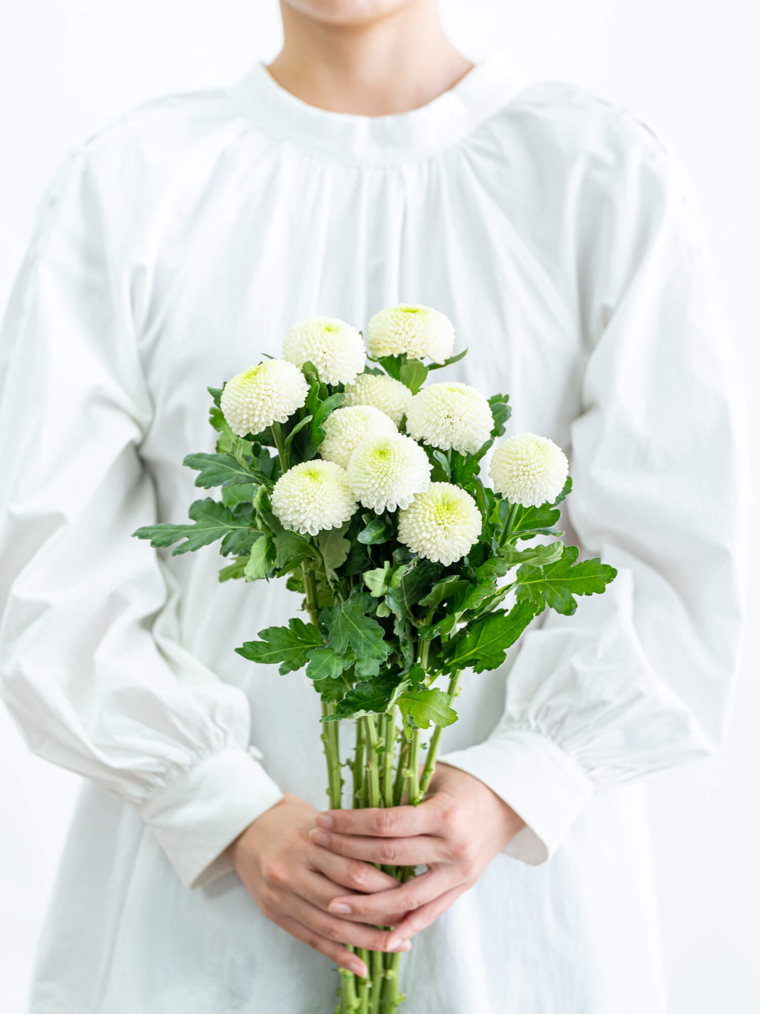 ピンポンマム（白）おまかせ品種｜花の仕入れを簡単に。花材の卸通販