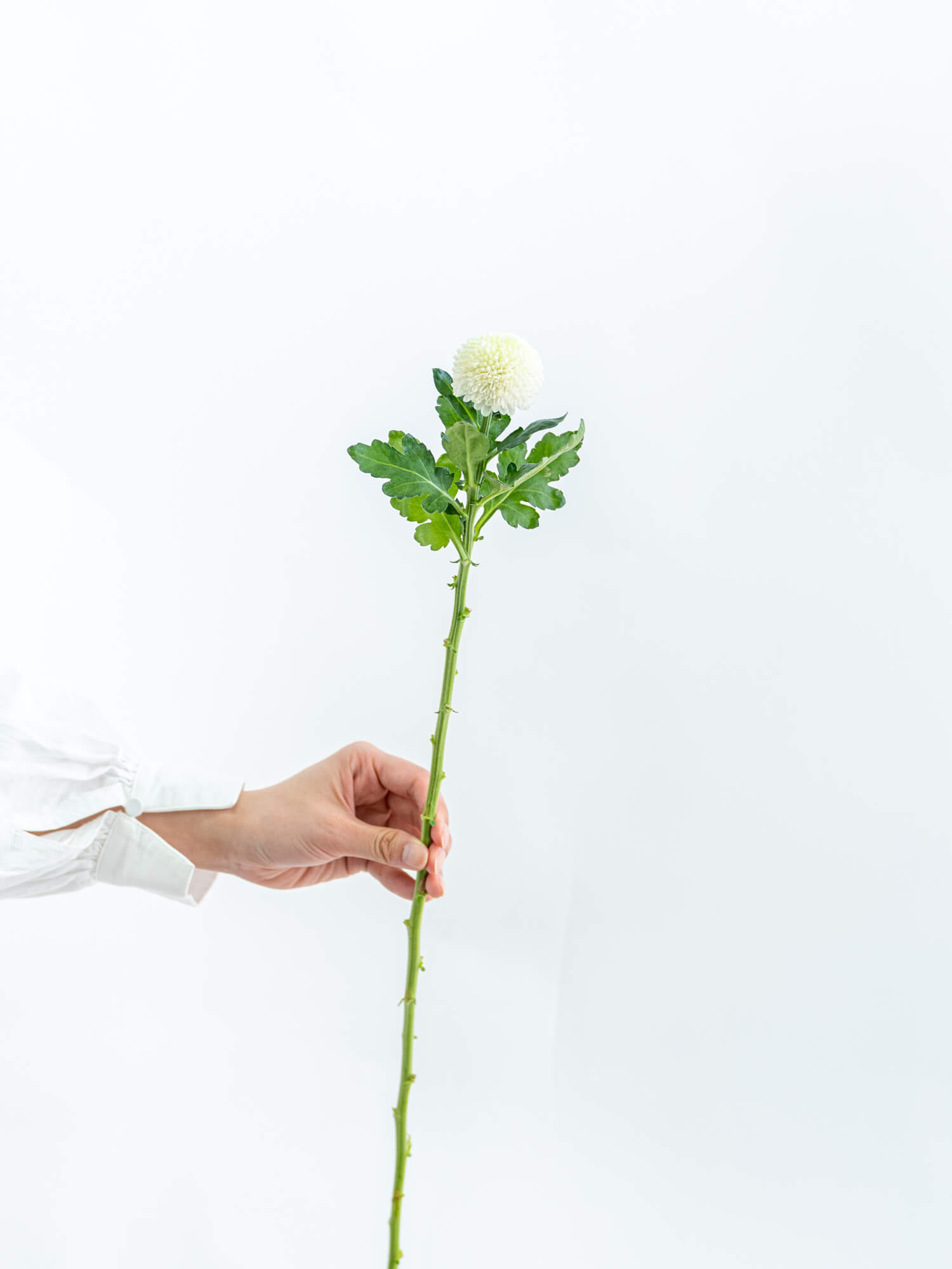 ピンポンマム（白）おまかせ品種｜花の仕入れを簡単に。花材の卸通販