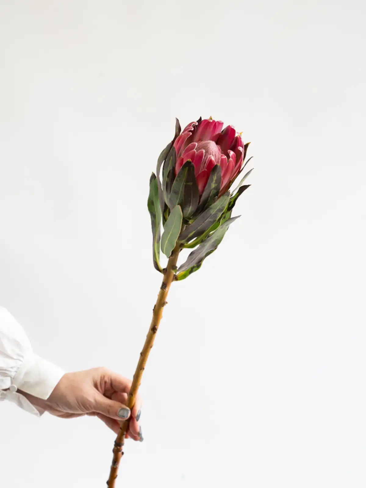 プロテア（赤）ブレンダ｜花の仕入れを簡単に。花材の卸通販｜ハナイチ